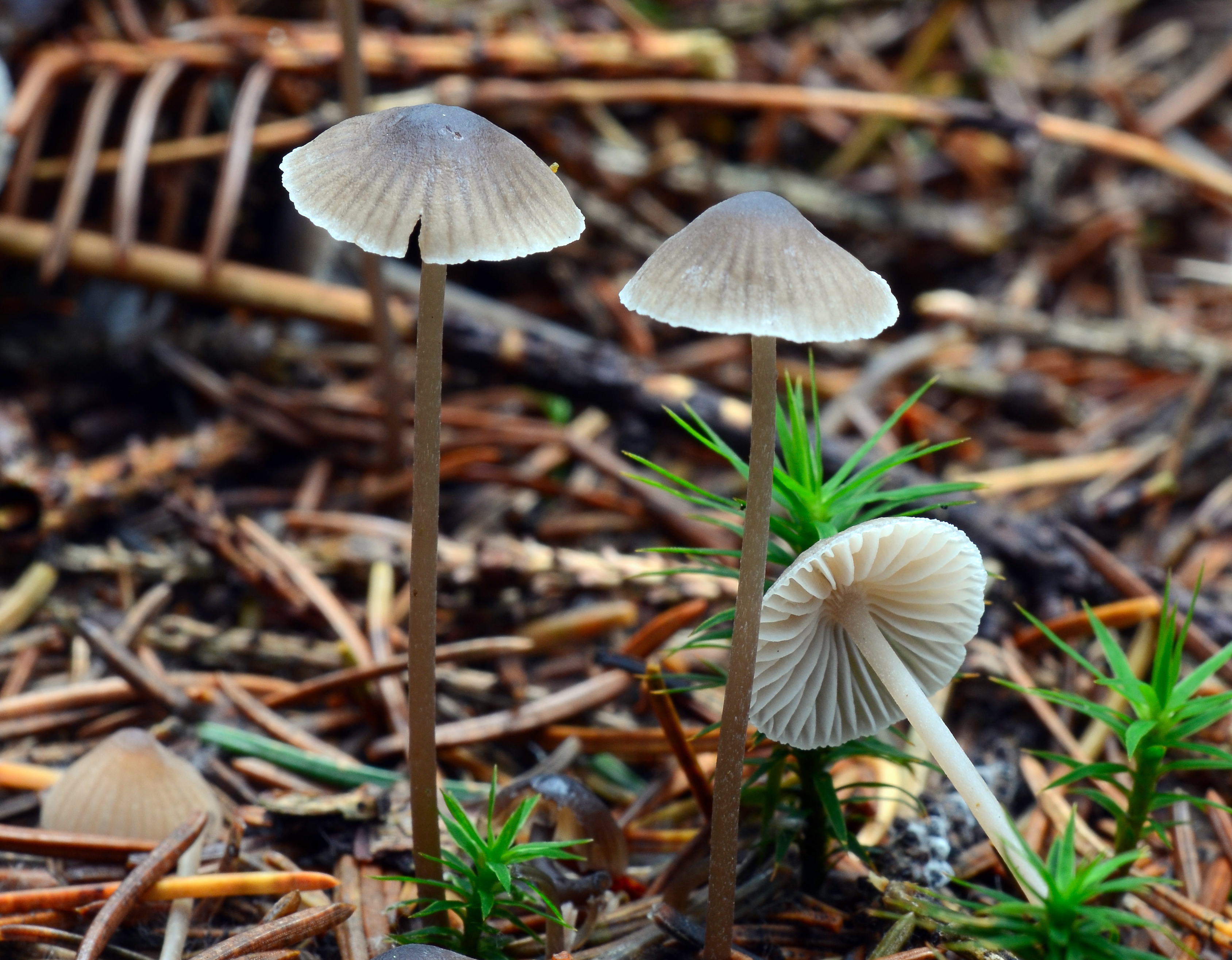 : Mycena septentrionalis.