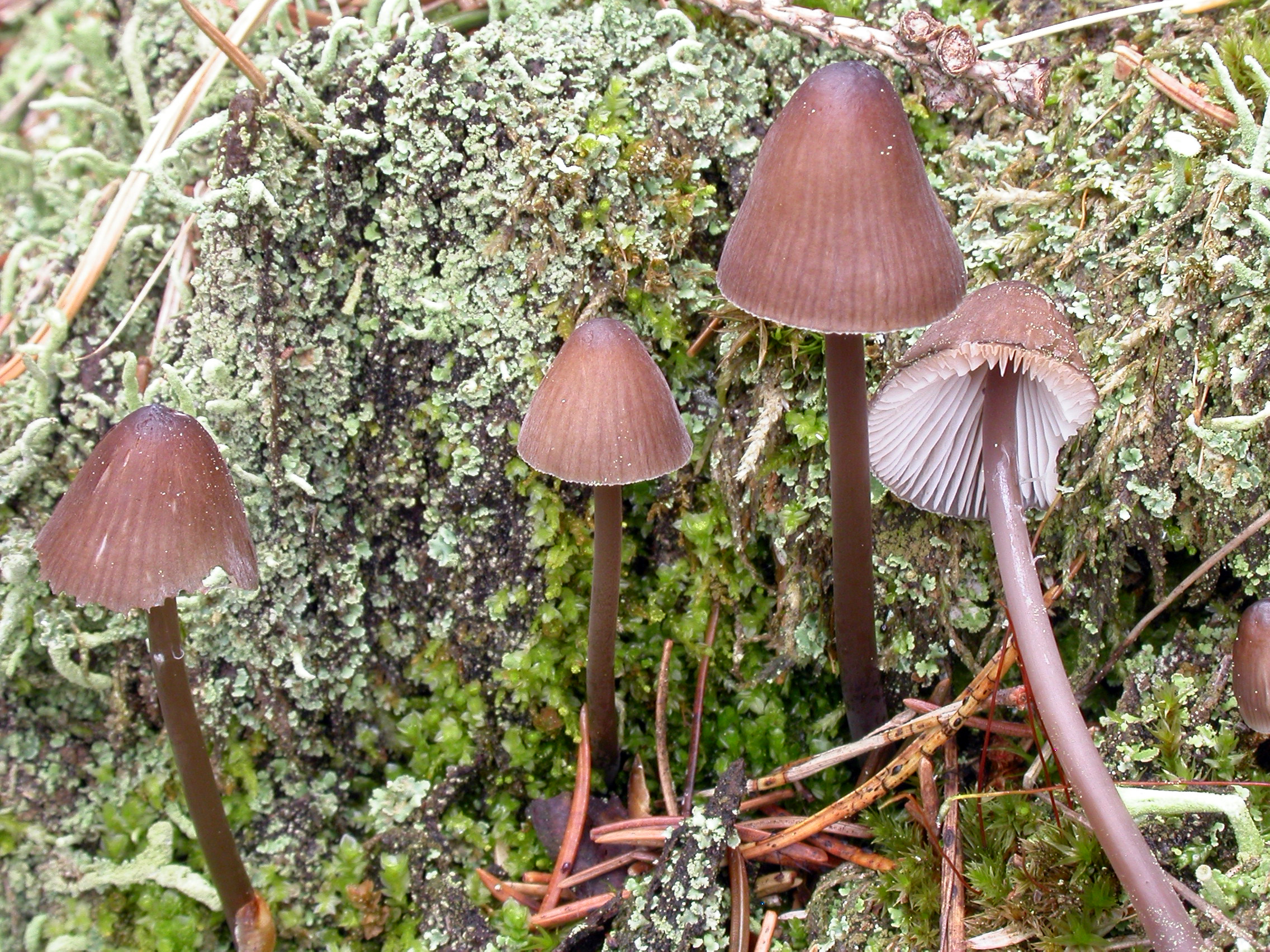 : Mycena silvae-nigrae.