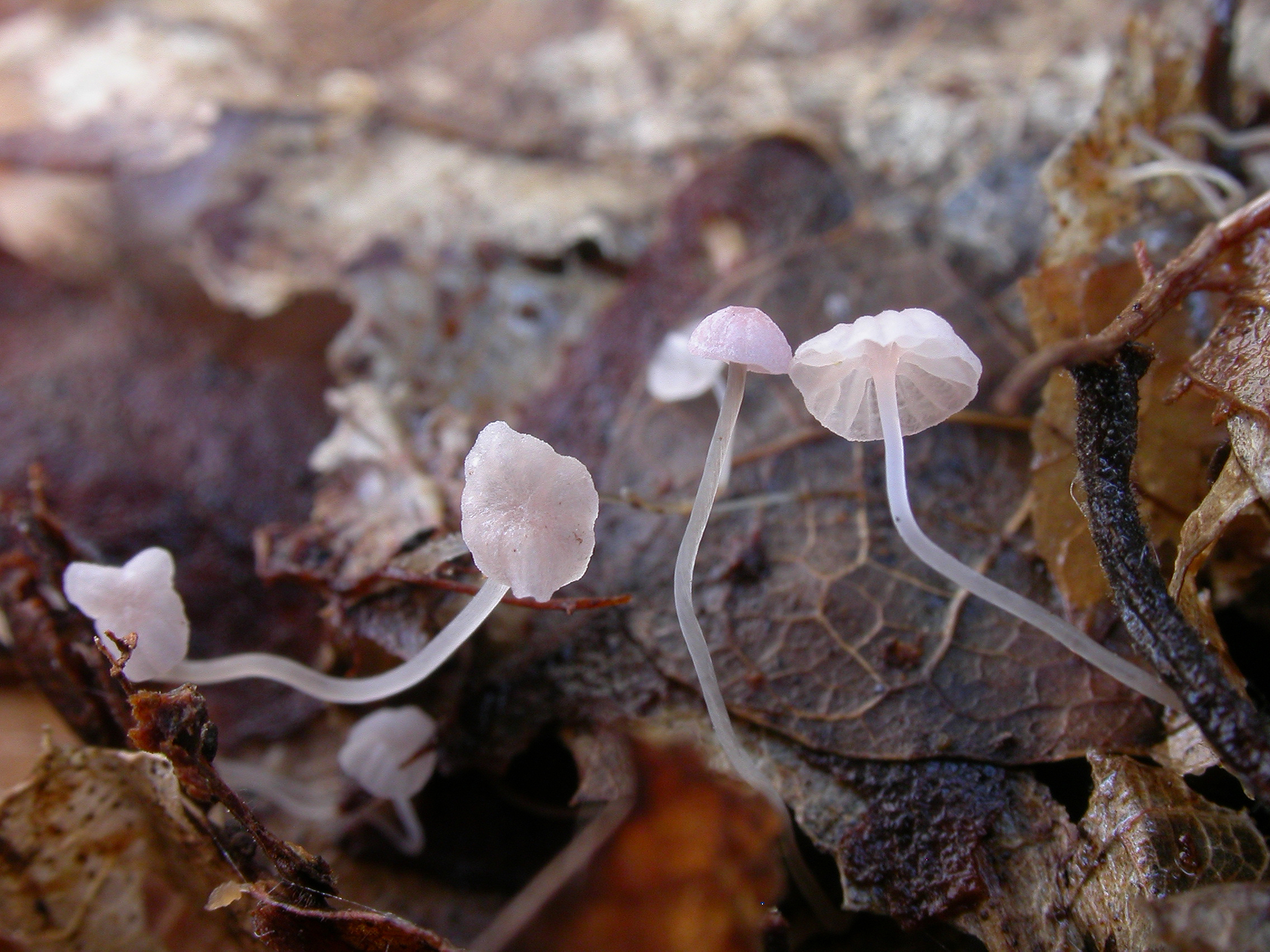 : Mycena smithiana.