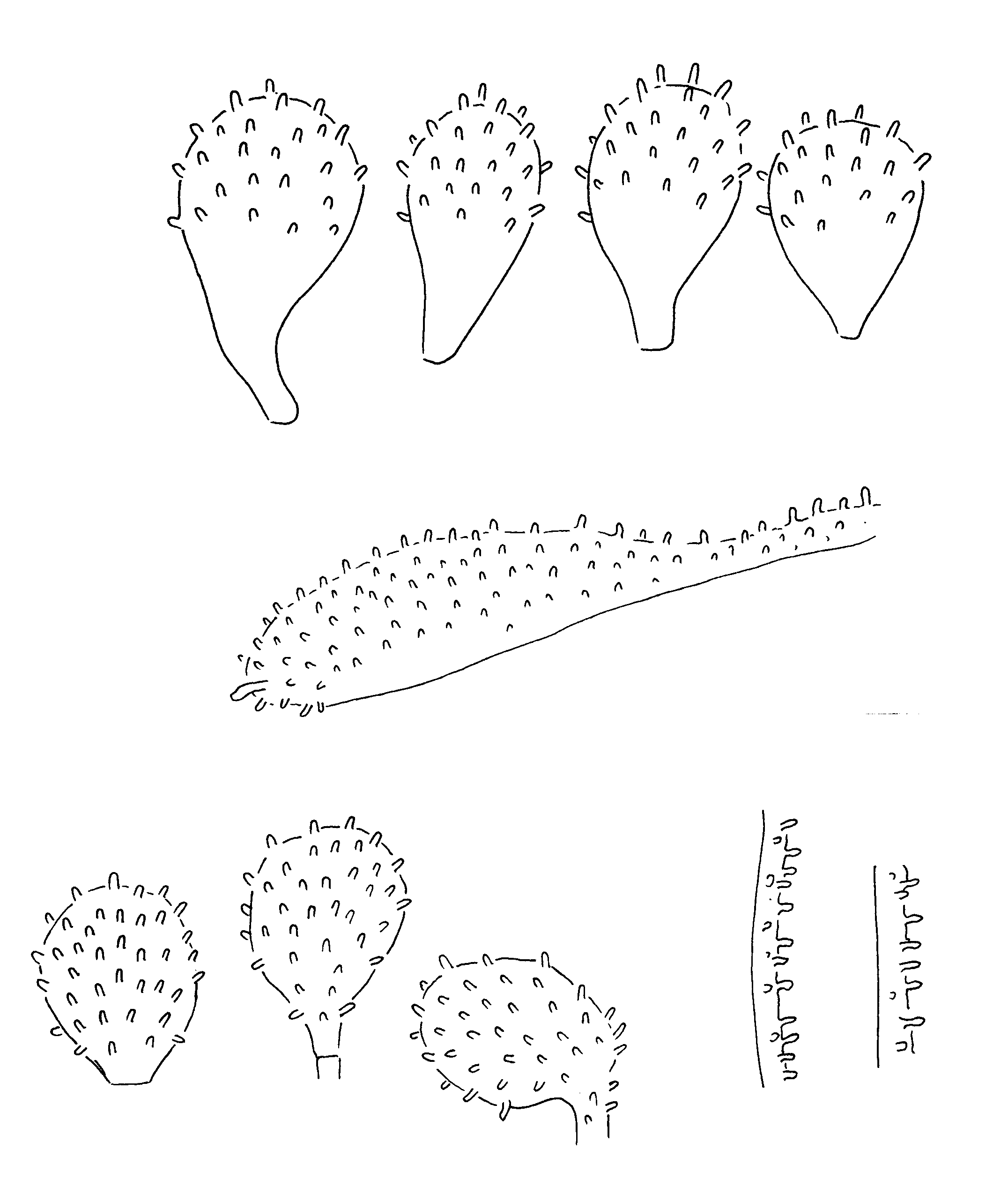 : Mycena smithiana.