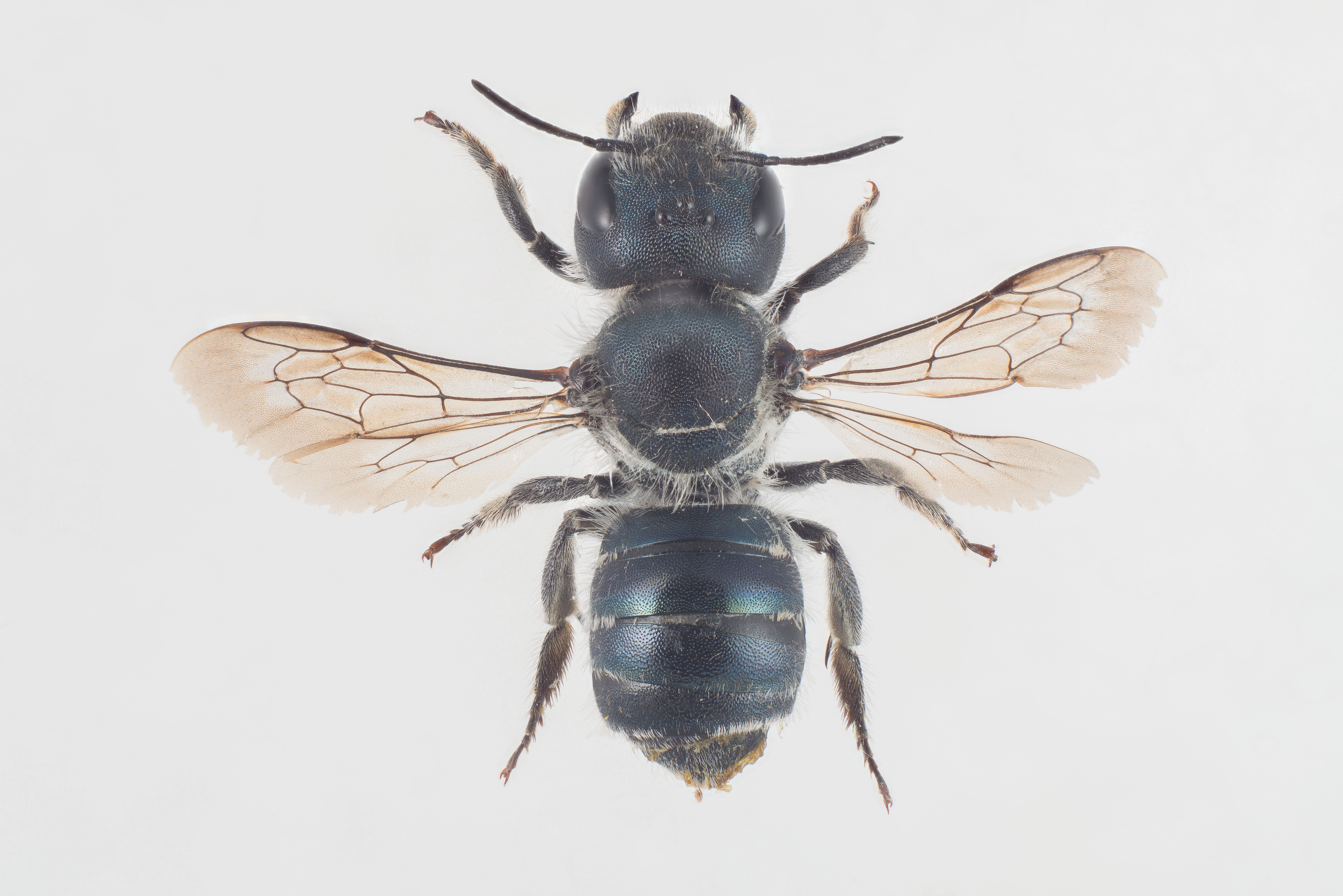 : Osmia caerulescens.