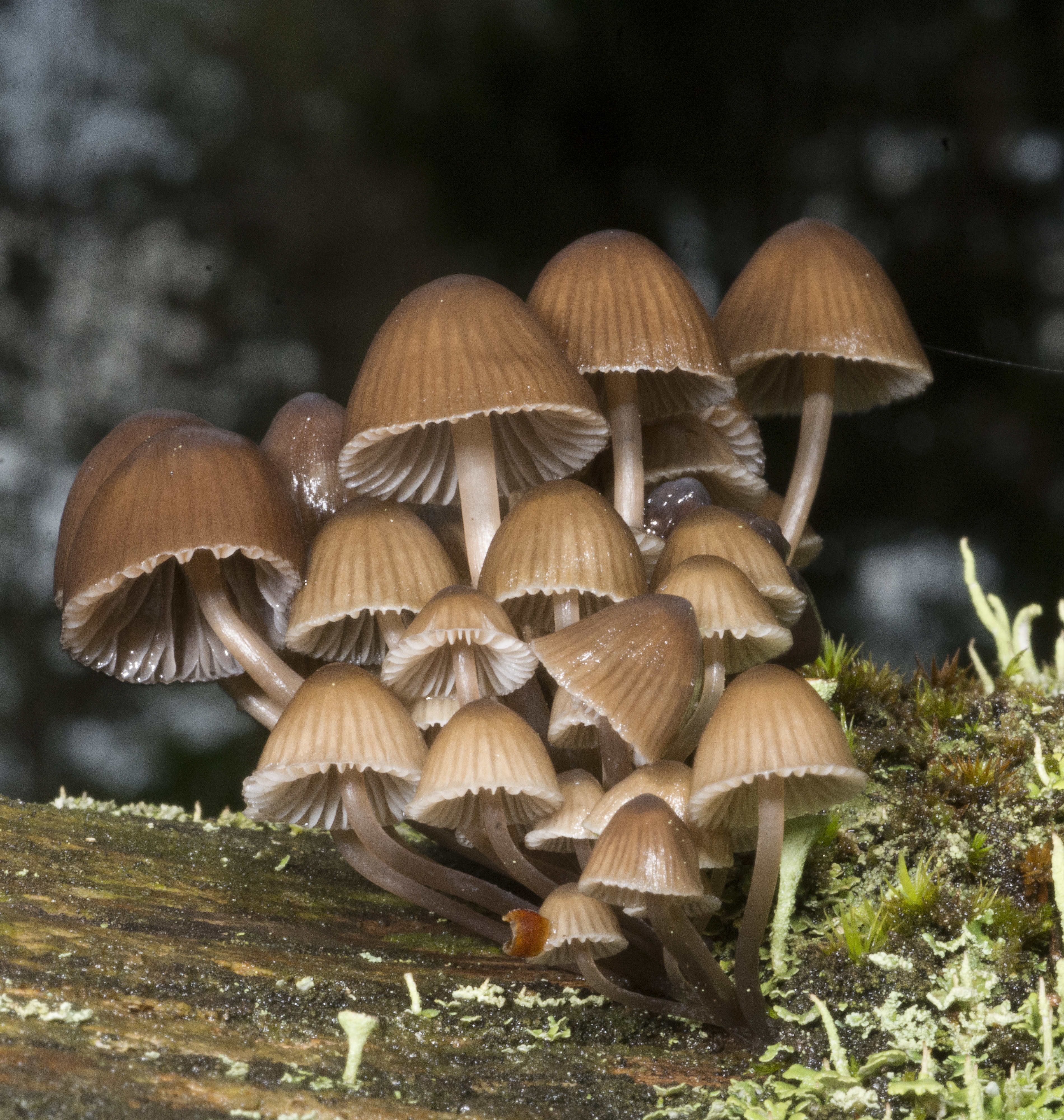 : Mycena stipata.