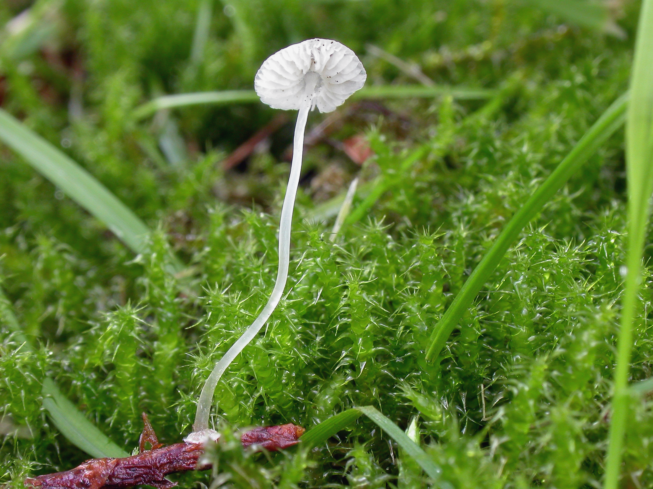 : Mycena stylobates.