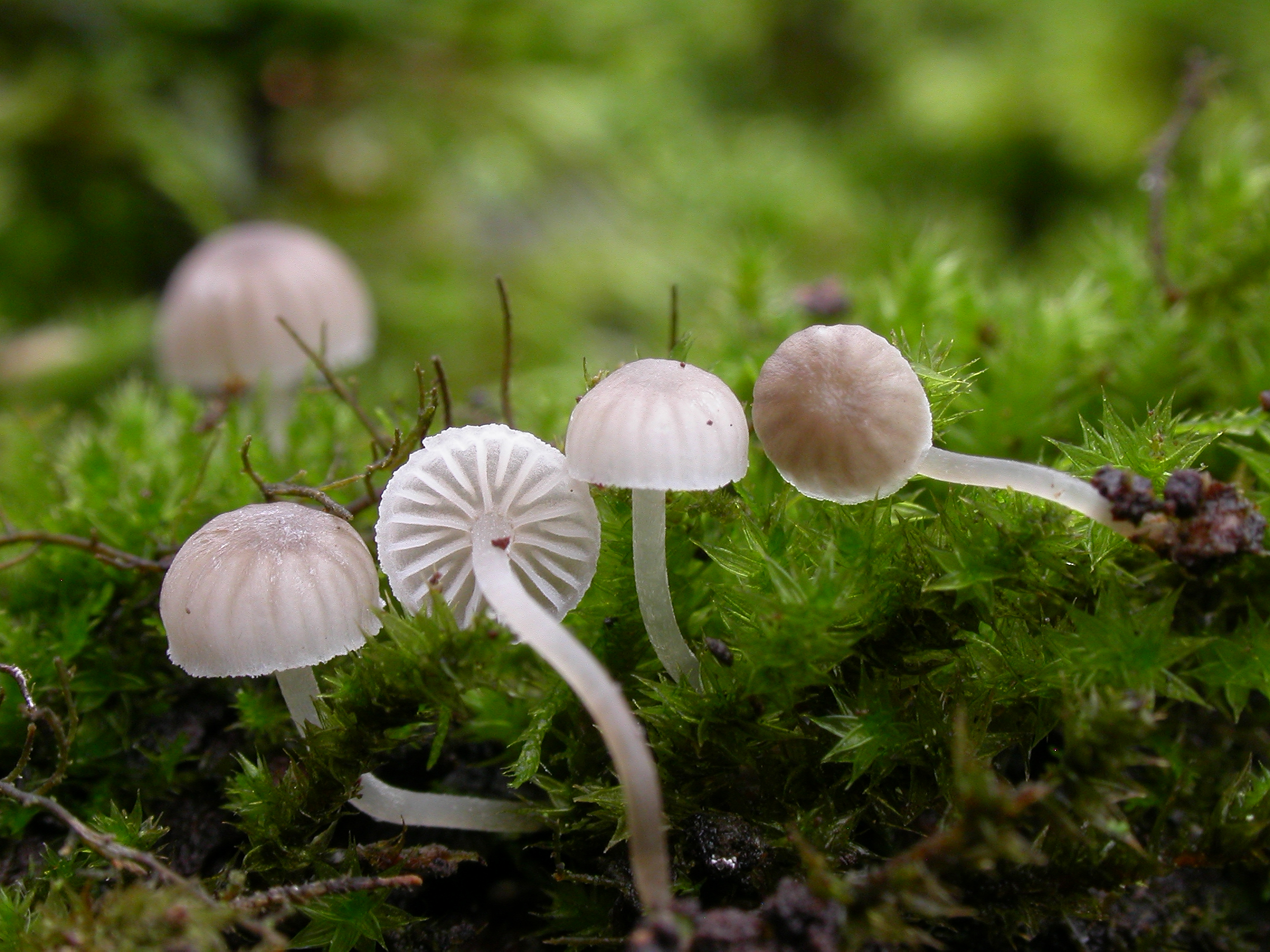 : Mycena supina.