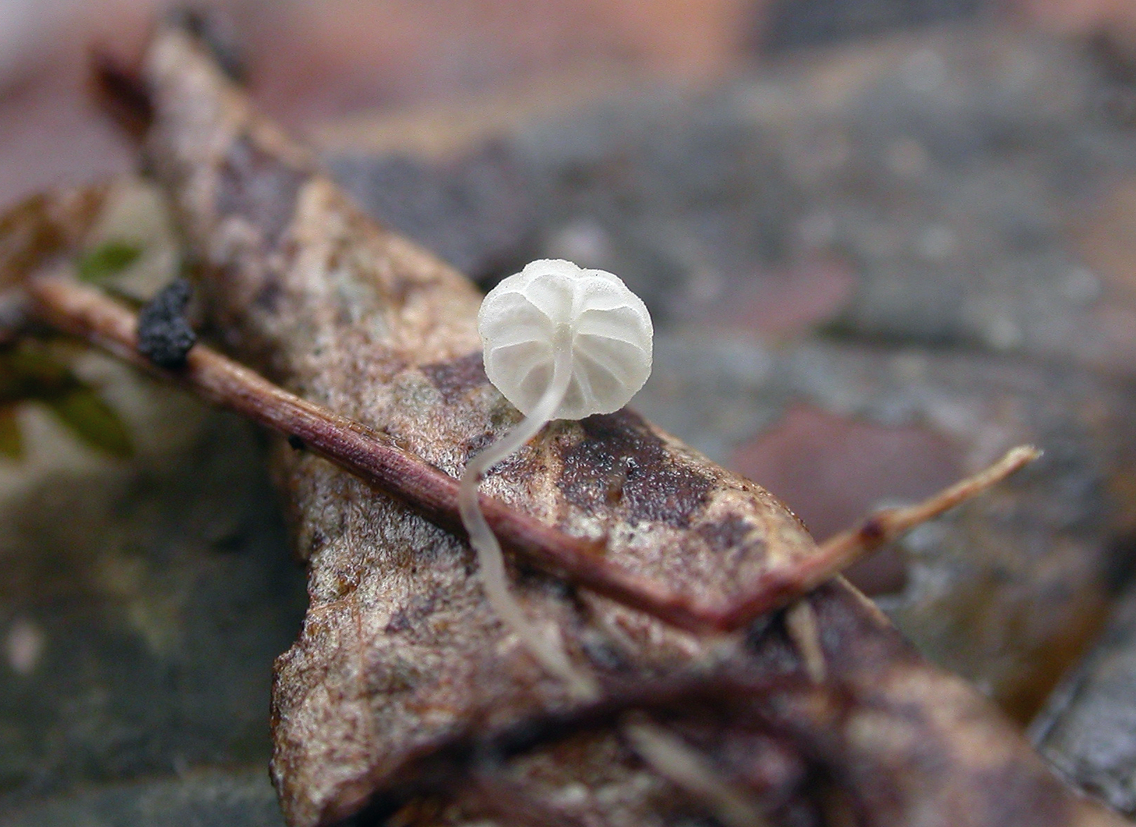 : Mycena terena.