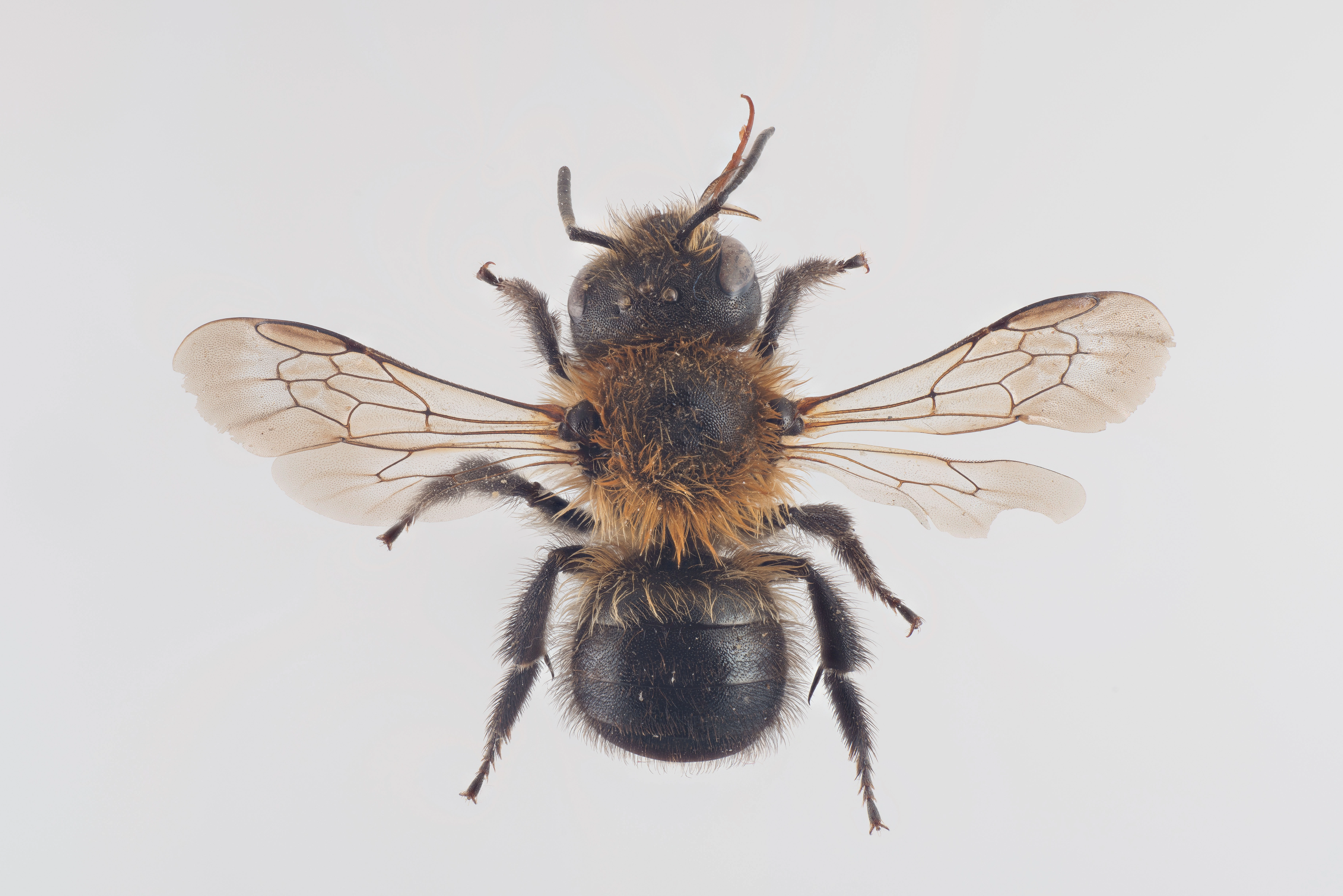 : Osmia inermis.