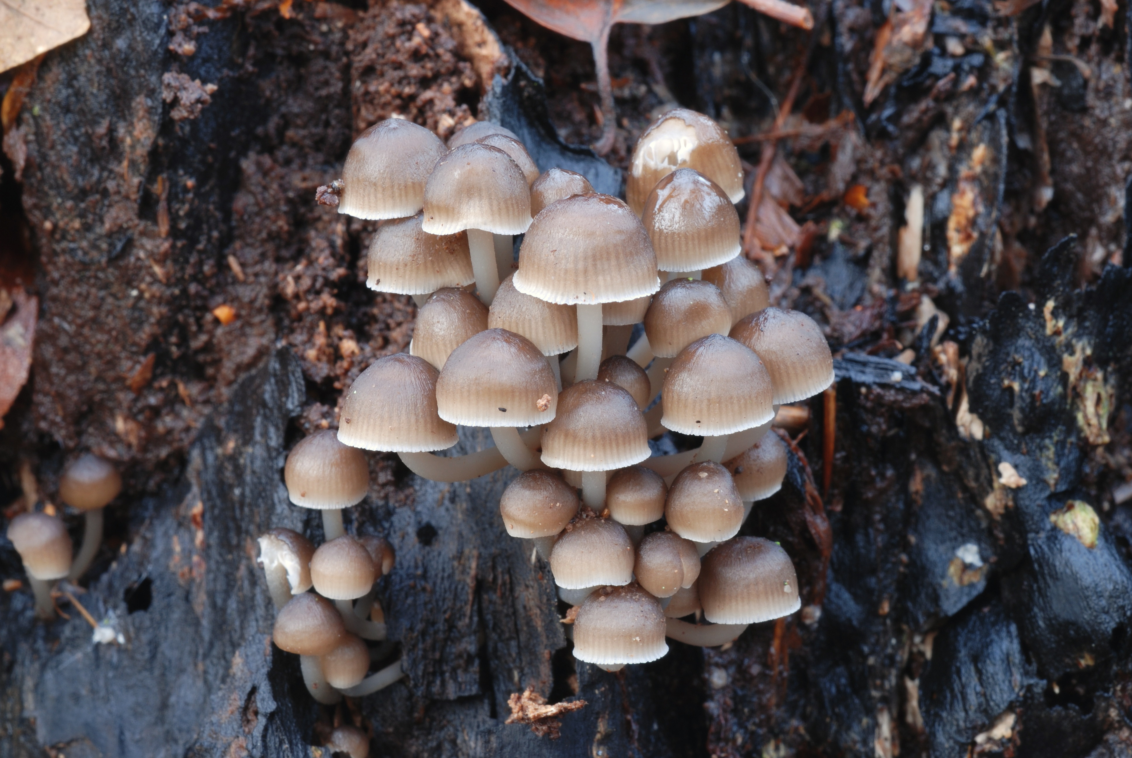 : Mycena tintinabulum.