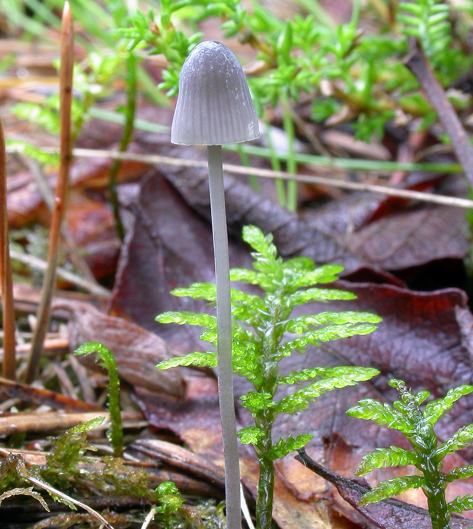 : Mycena urania.