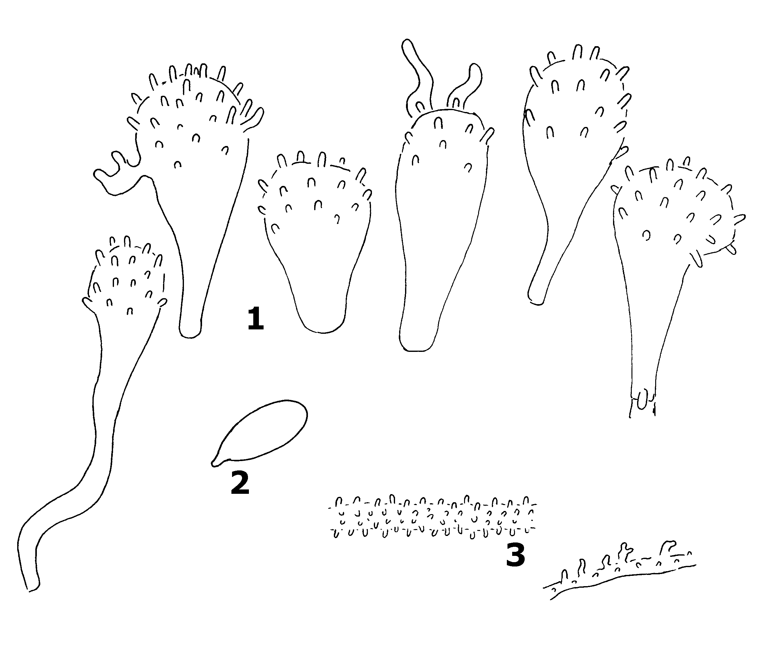 : Mycena urania.