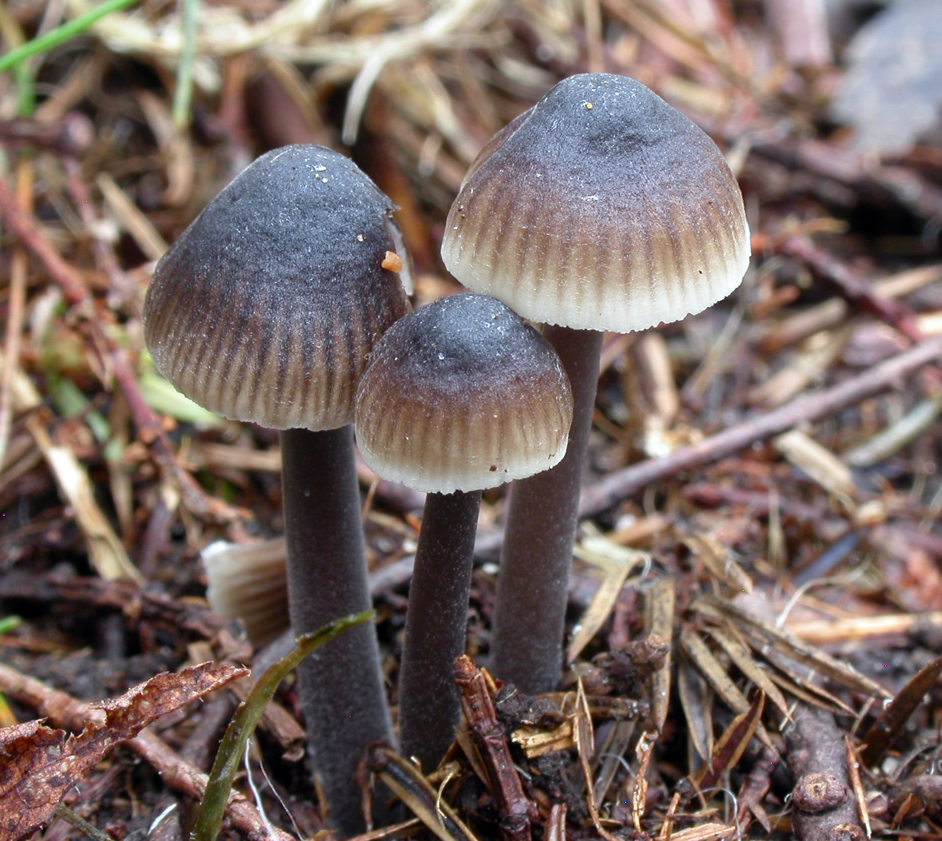 : Mycena ustalis.