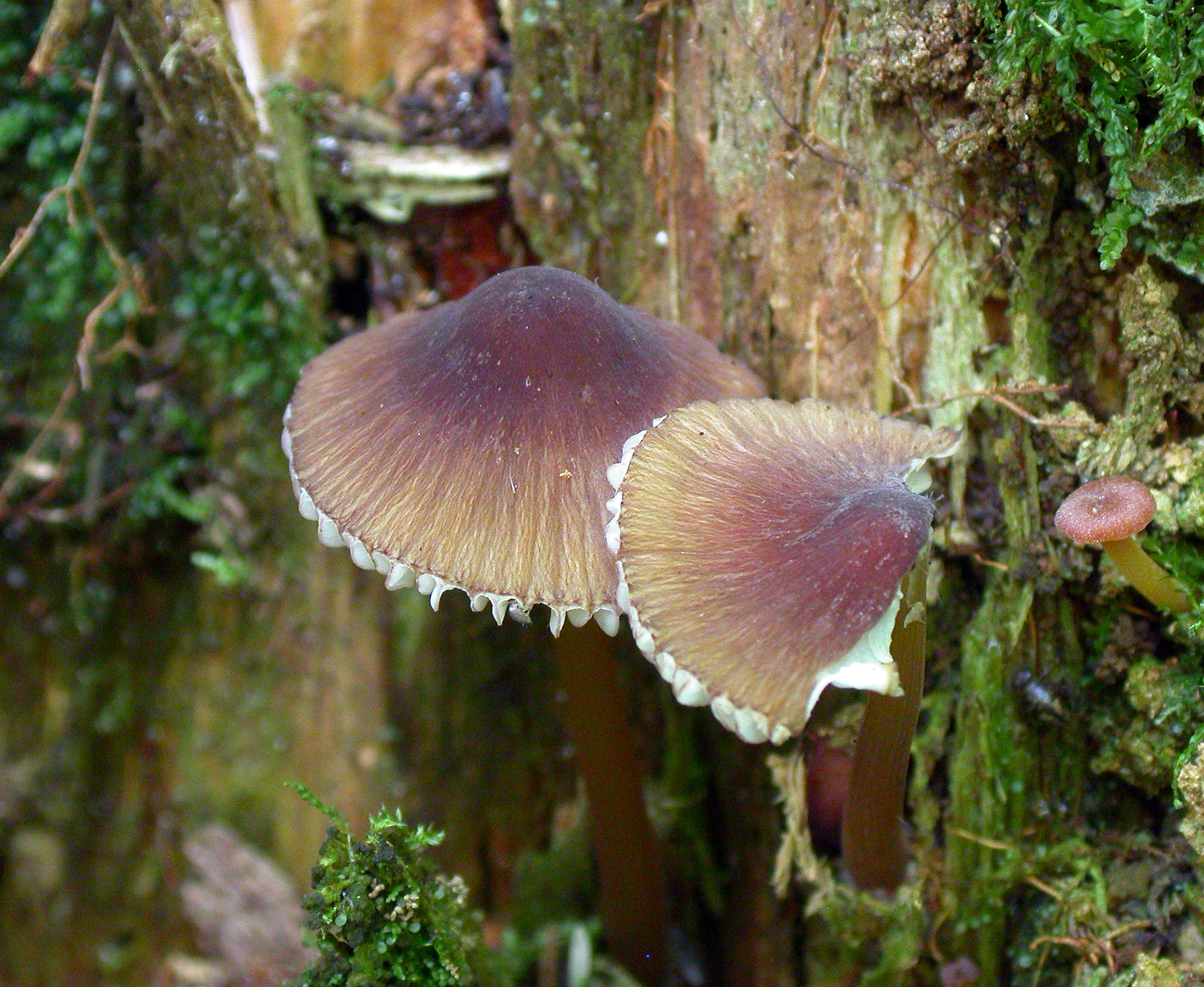 : Mycena viridimarginata.