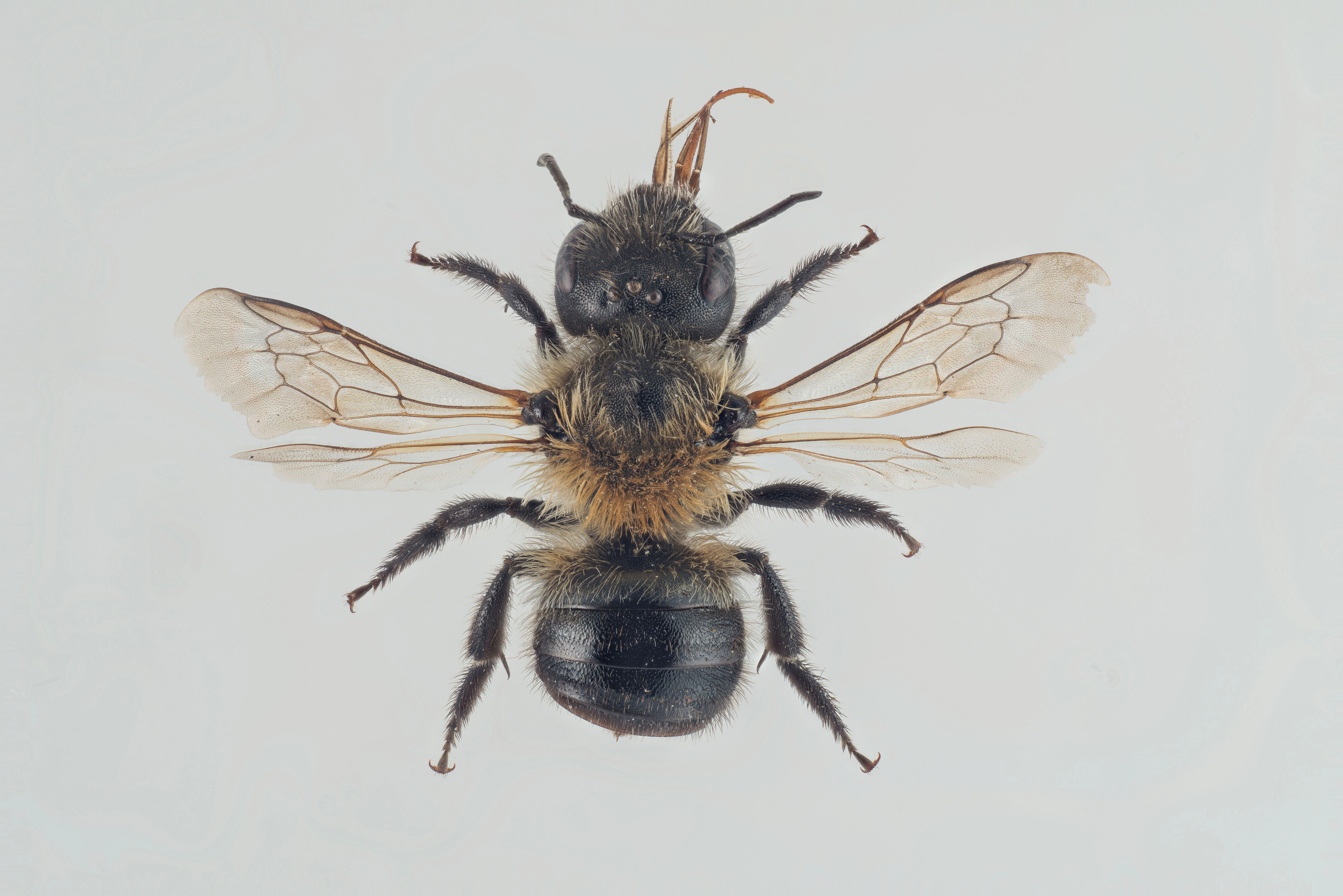 : Osmia laticeps.