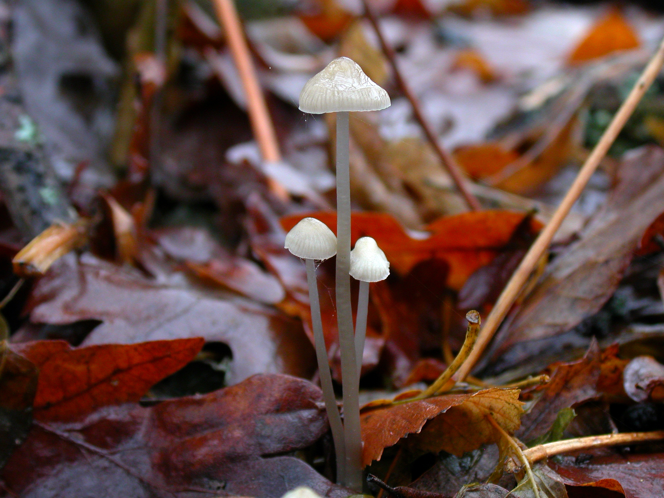 : Mycena vitilis.