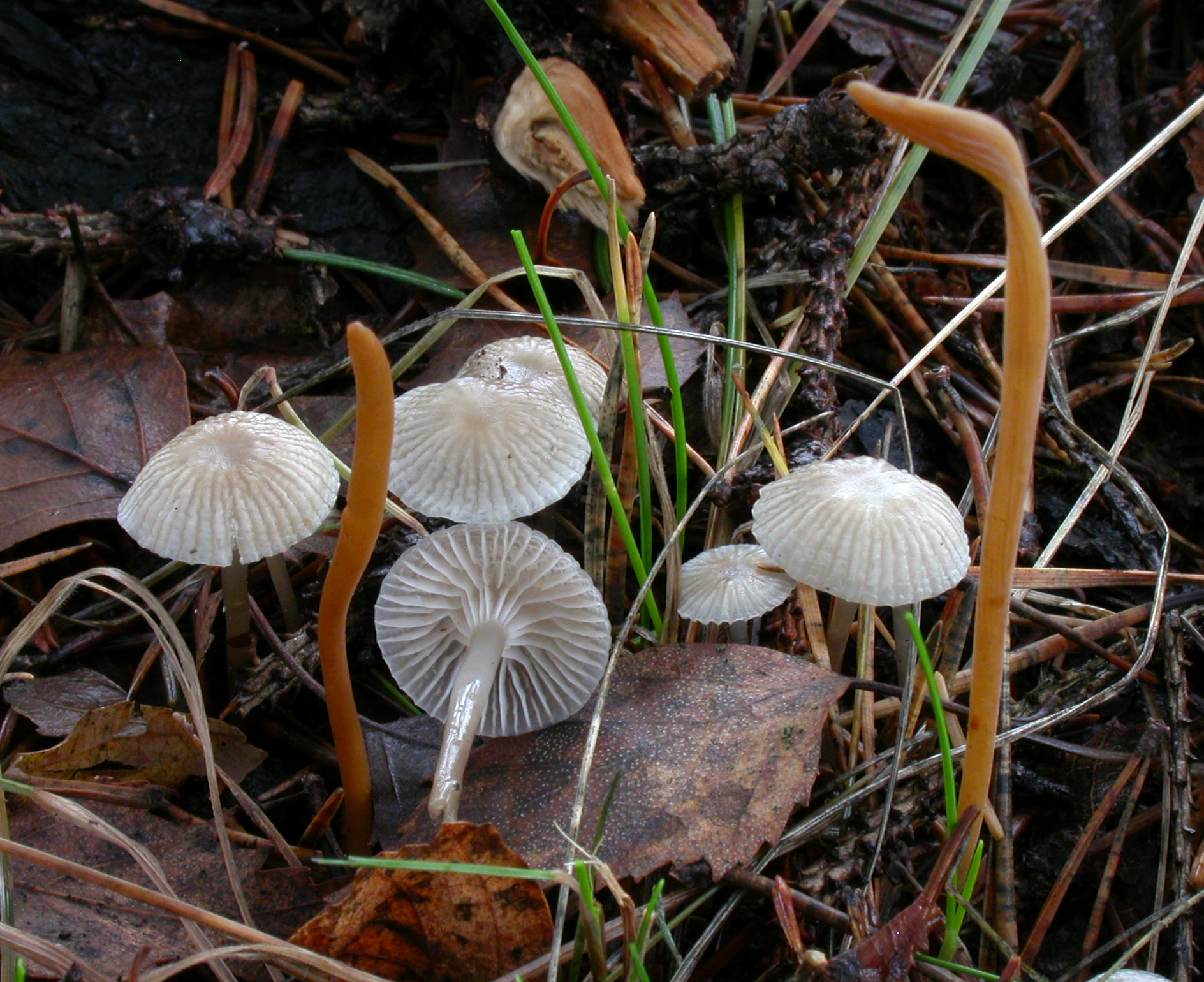 : Mycena vulgaris.