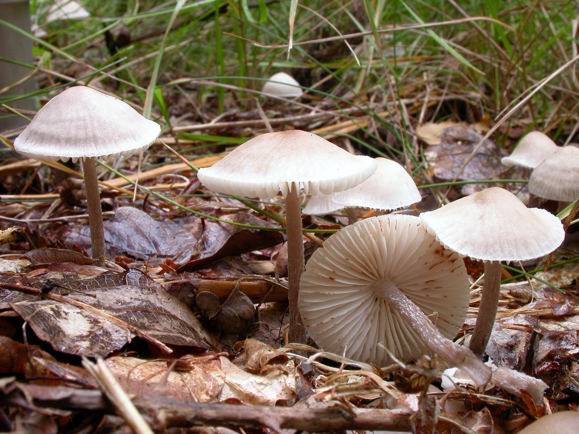 : Mycena zephirus.