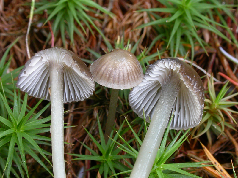 : Mycena agrestis.