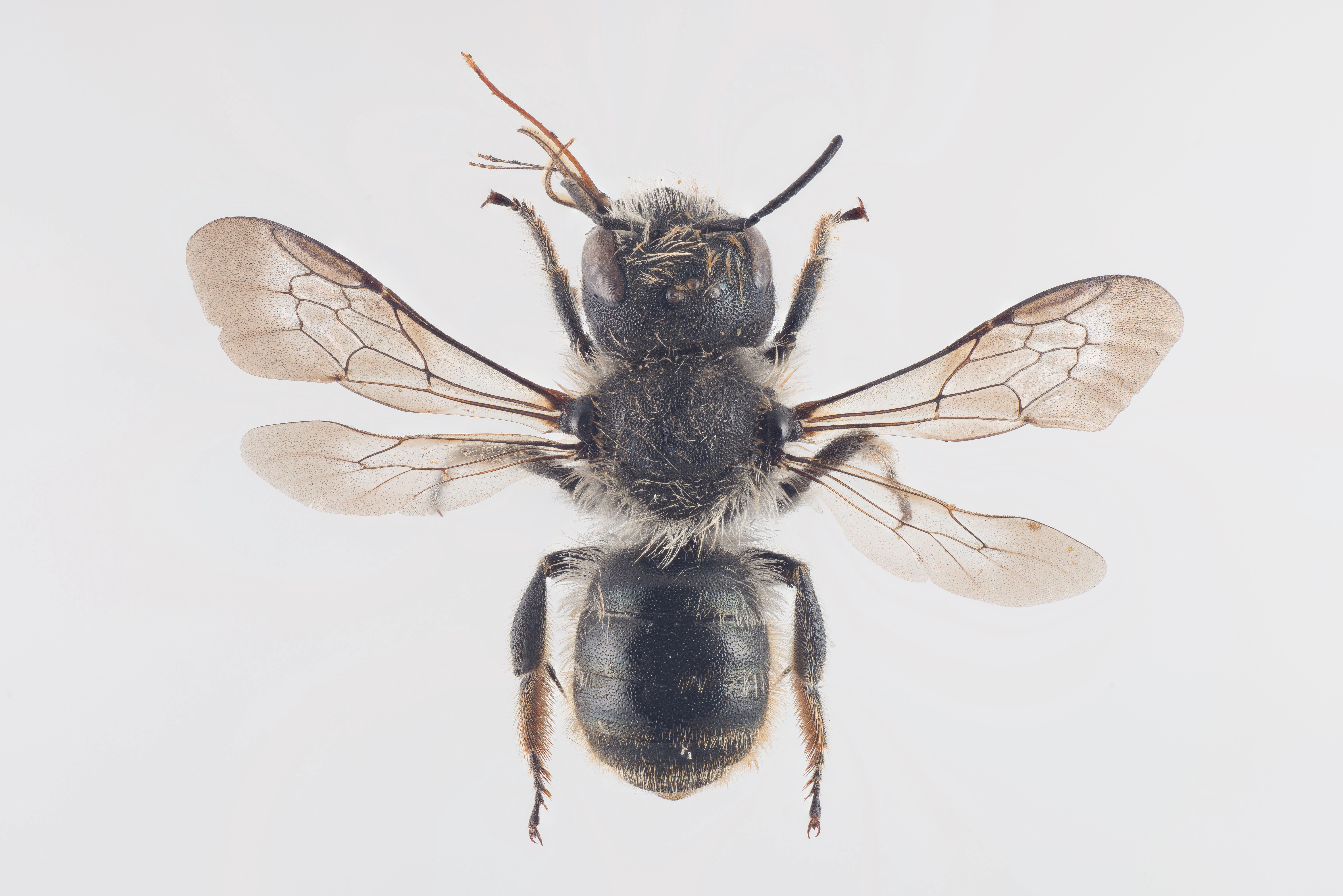 : Osmia leaiana.