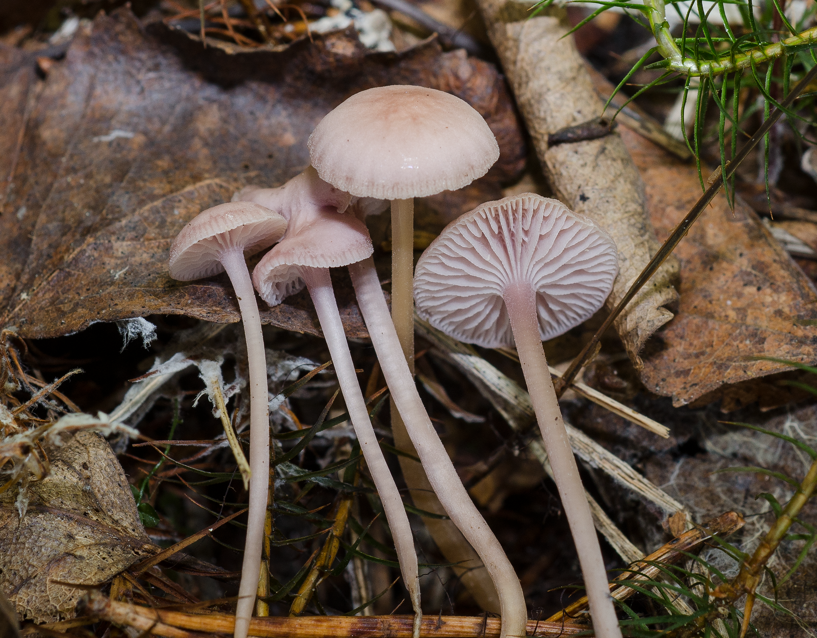 : Mycena pearsoniana.