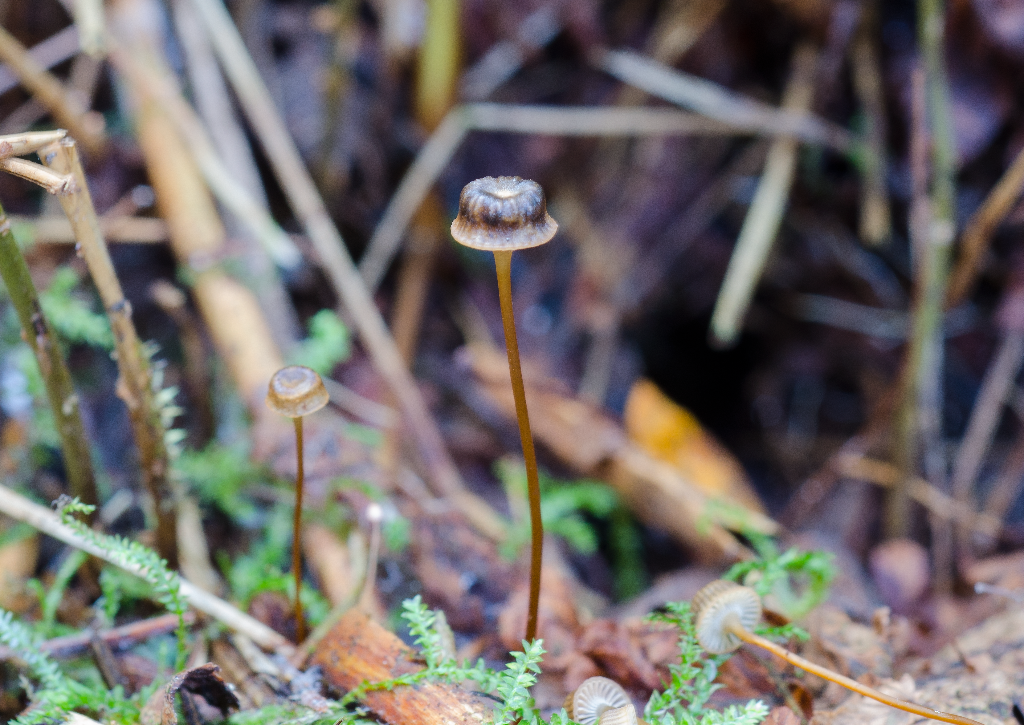 : Mycena picta.