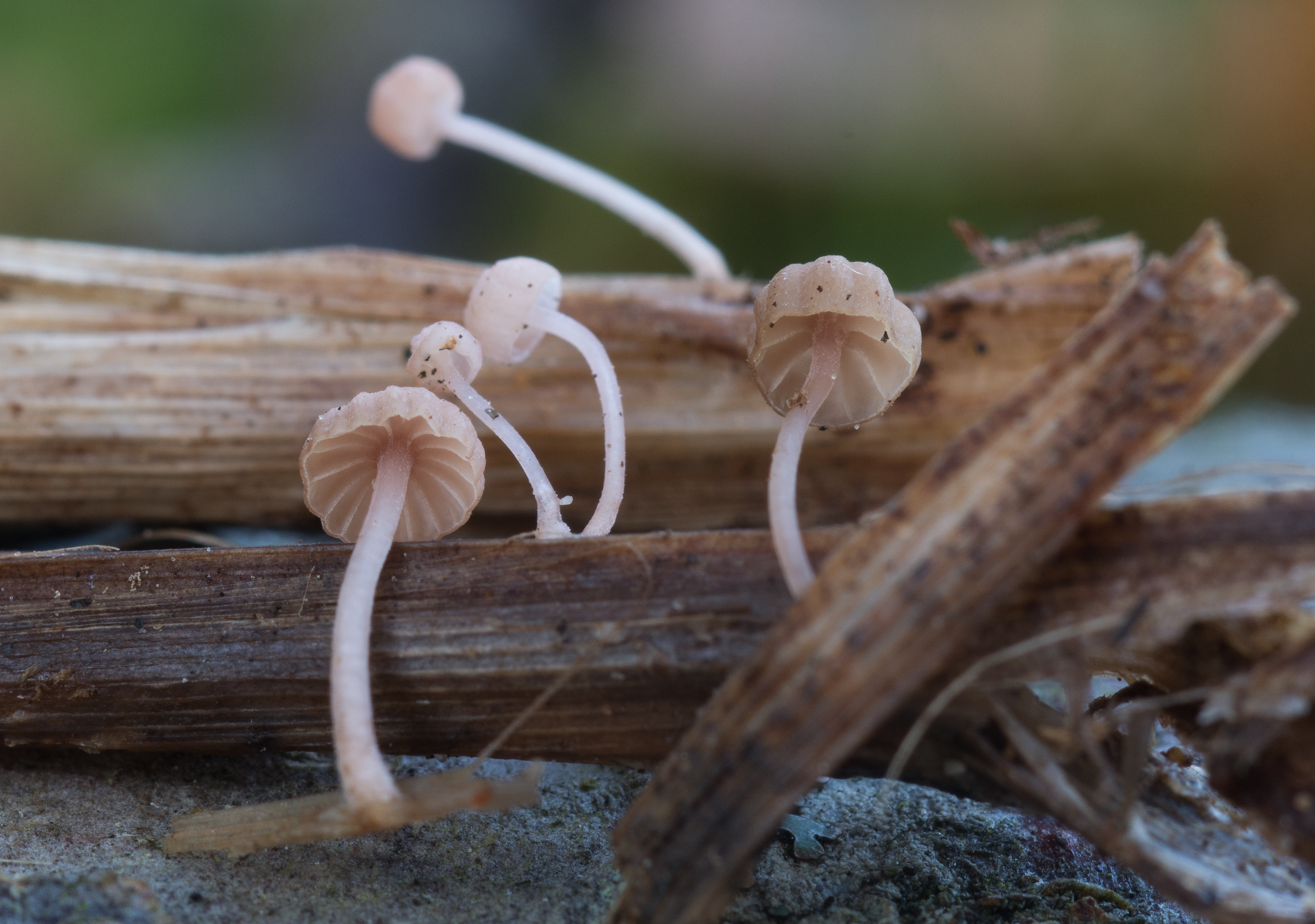 : Mycena tubarioides.