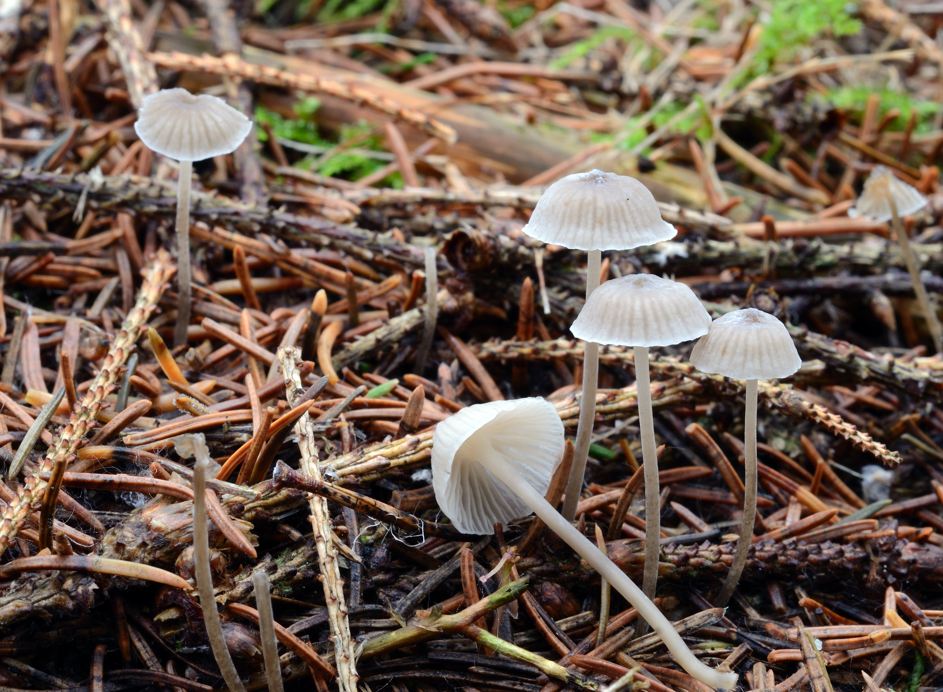 : Mycena cinerella.