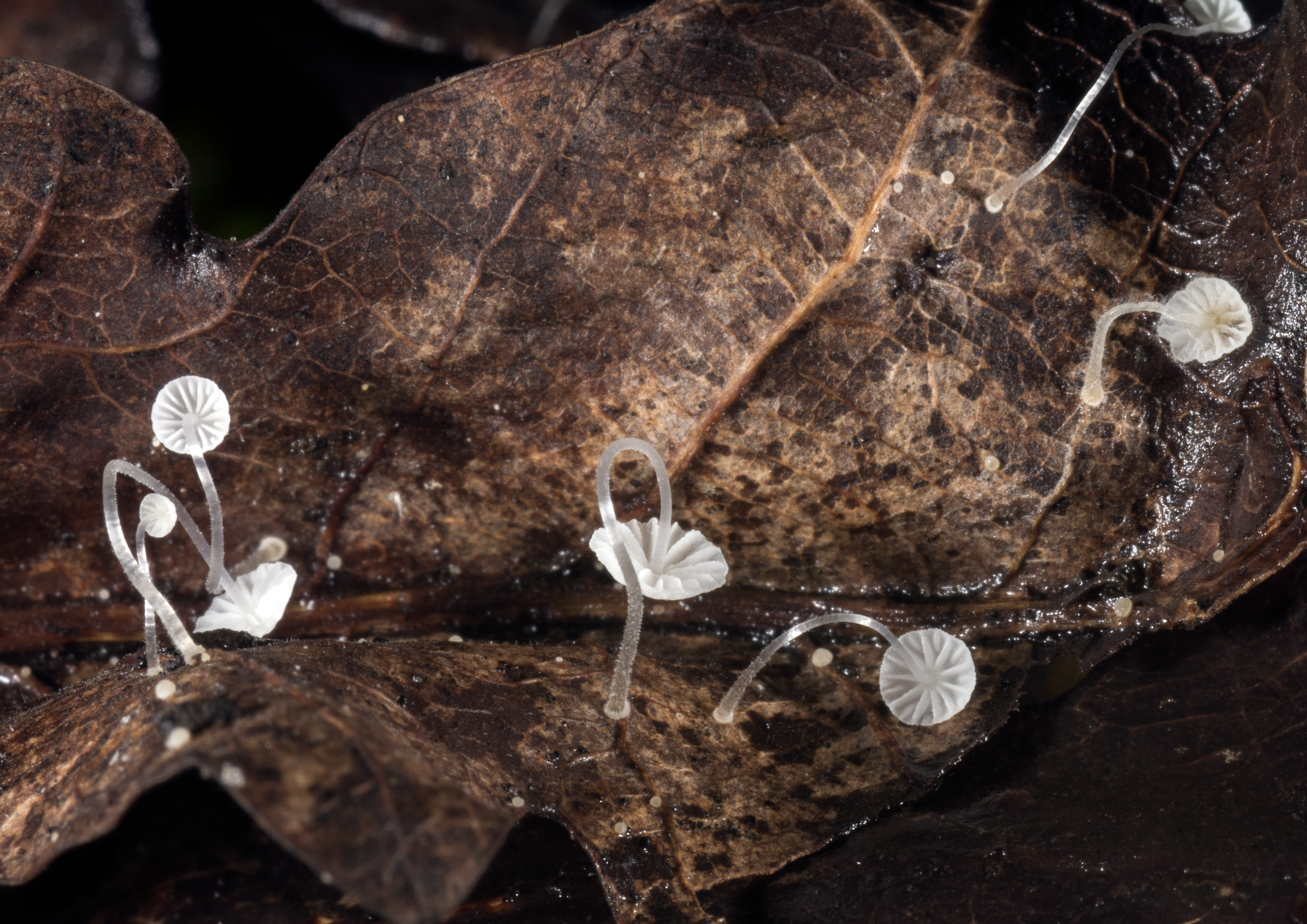 : Mycena mucor.