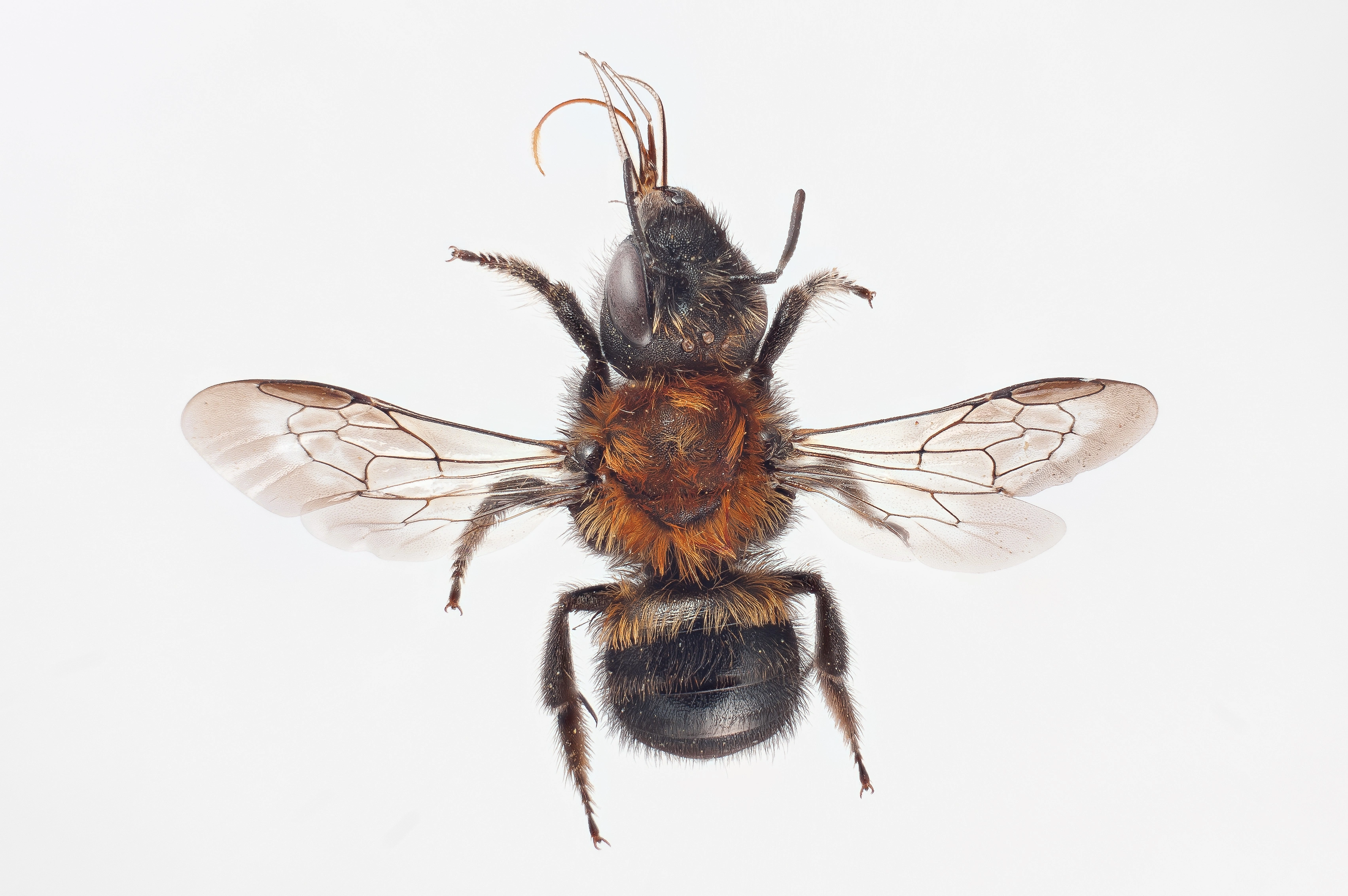 : Osmia maritima.