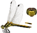 : Odonata.