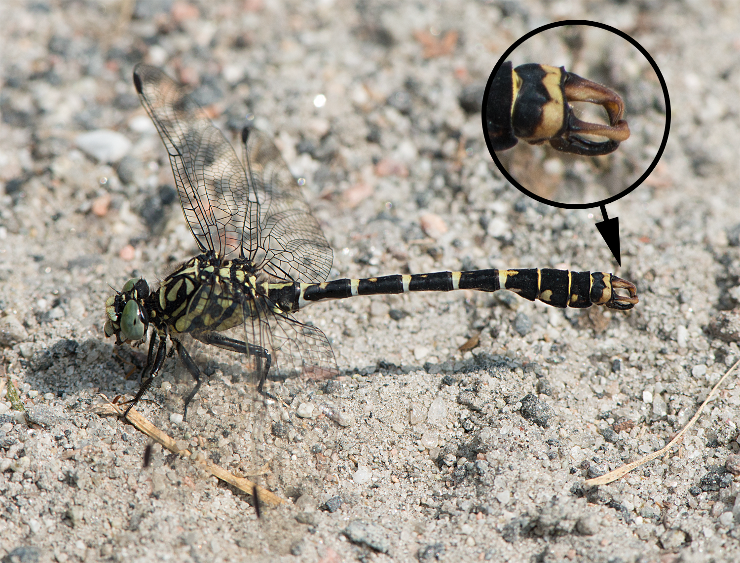 : Onychogomphus forcipatus.