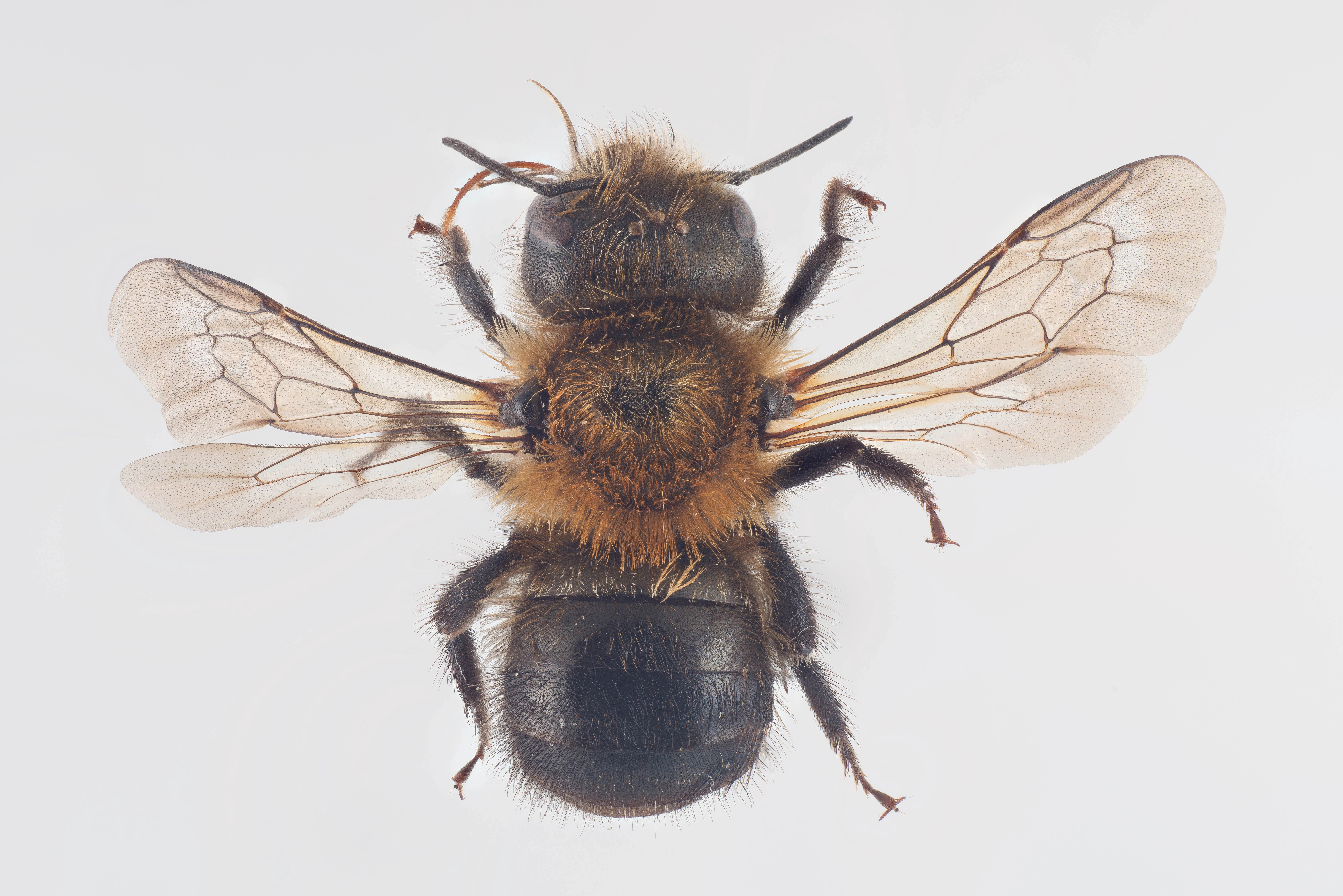 : Osmia nigriventris.