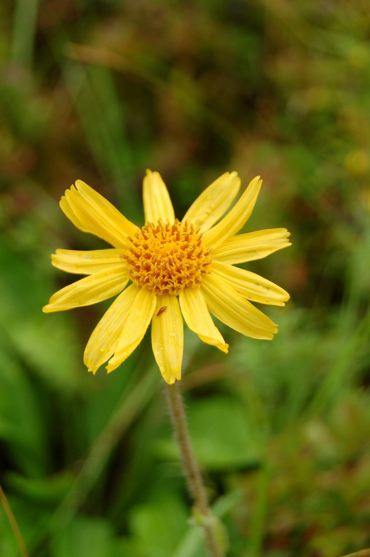 : Arnica montana.