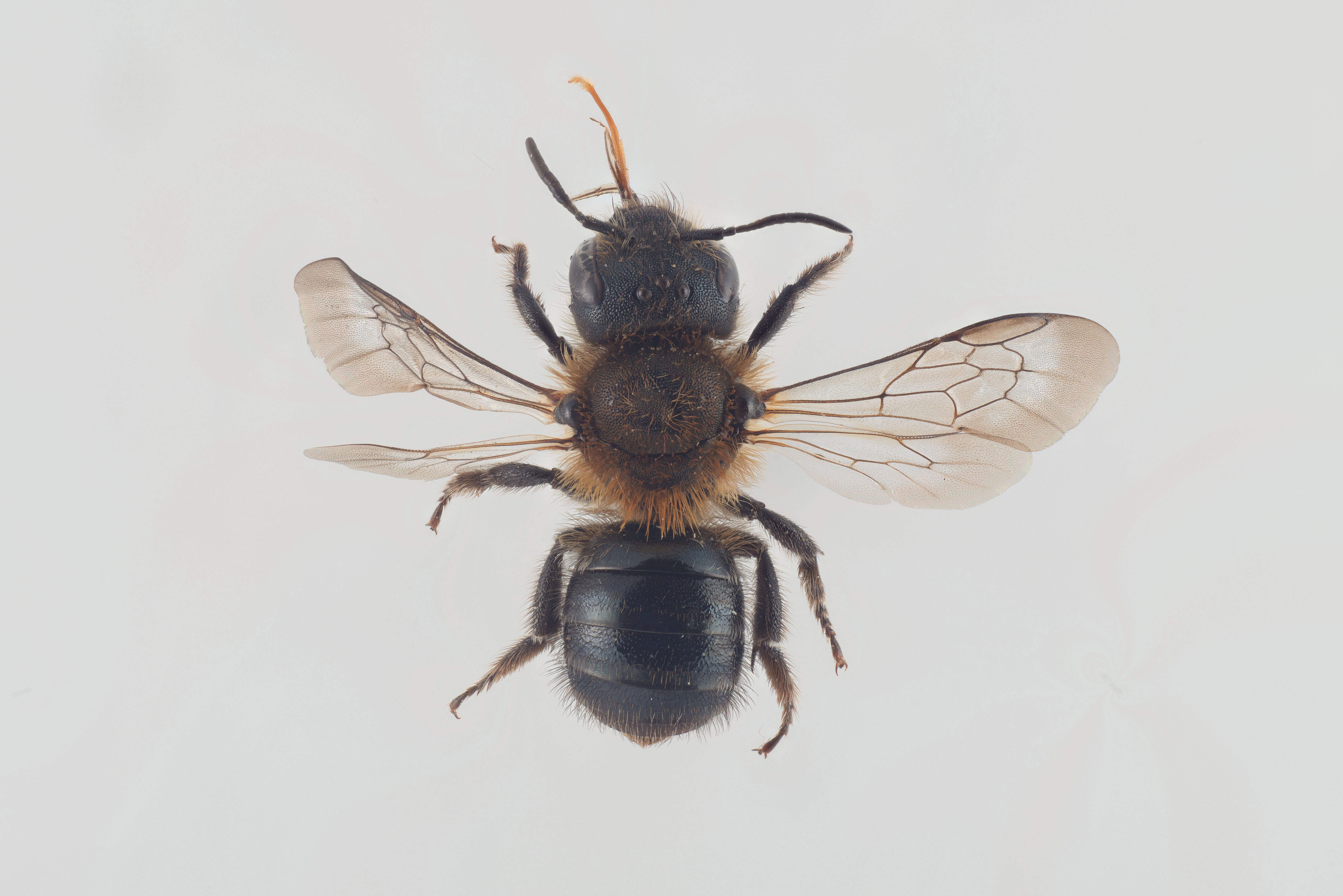 : Osmia parietina.