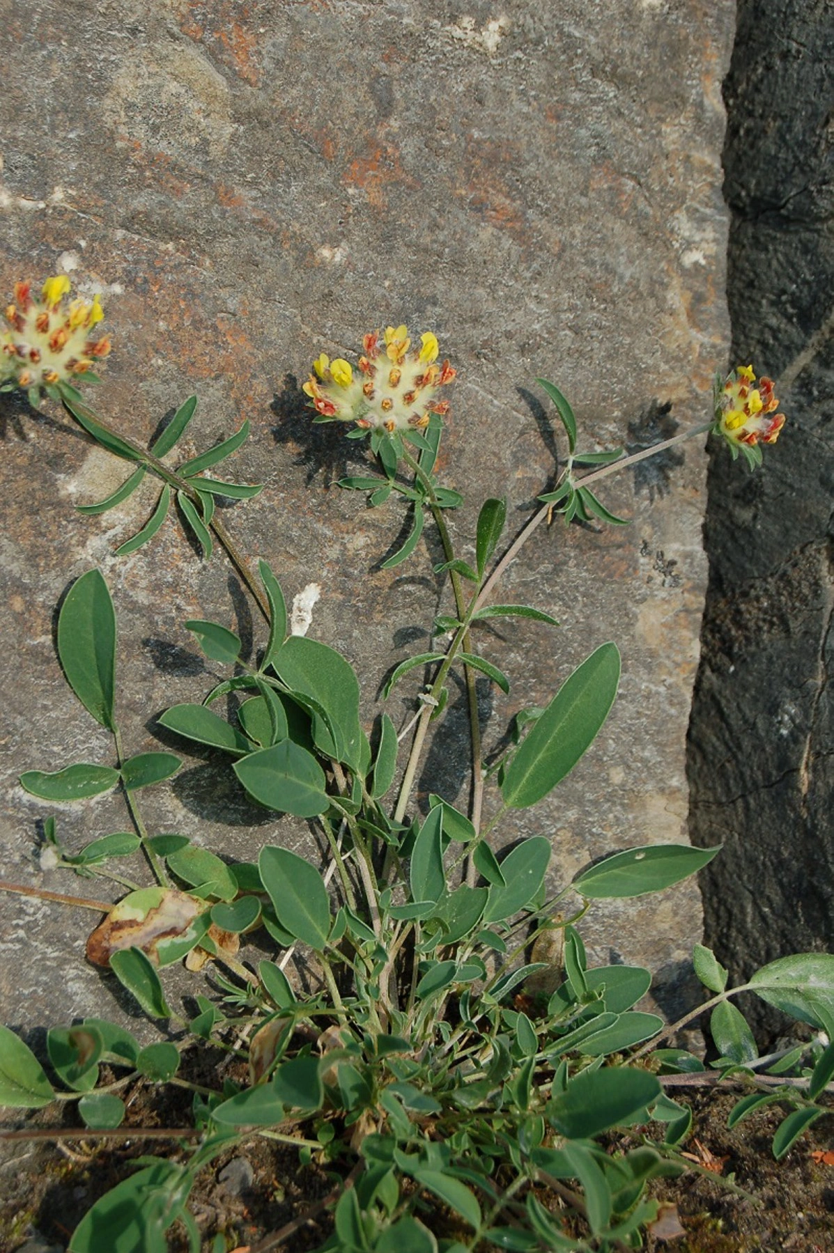 : Anthyllis vulneraria vulneraria.