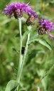 : Centaurea jacea.