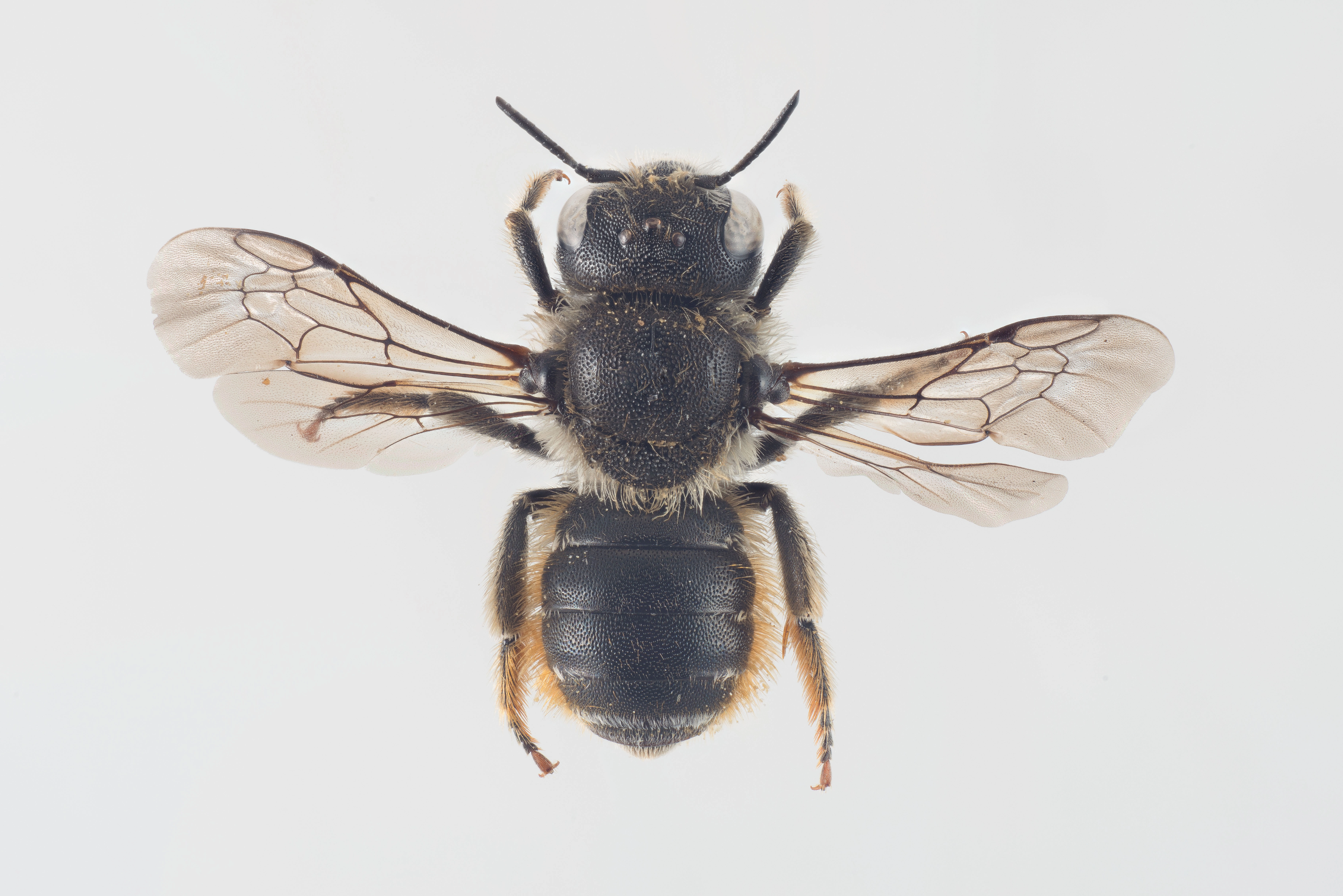 : Osmia spinulosa.