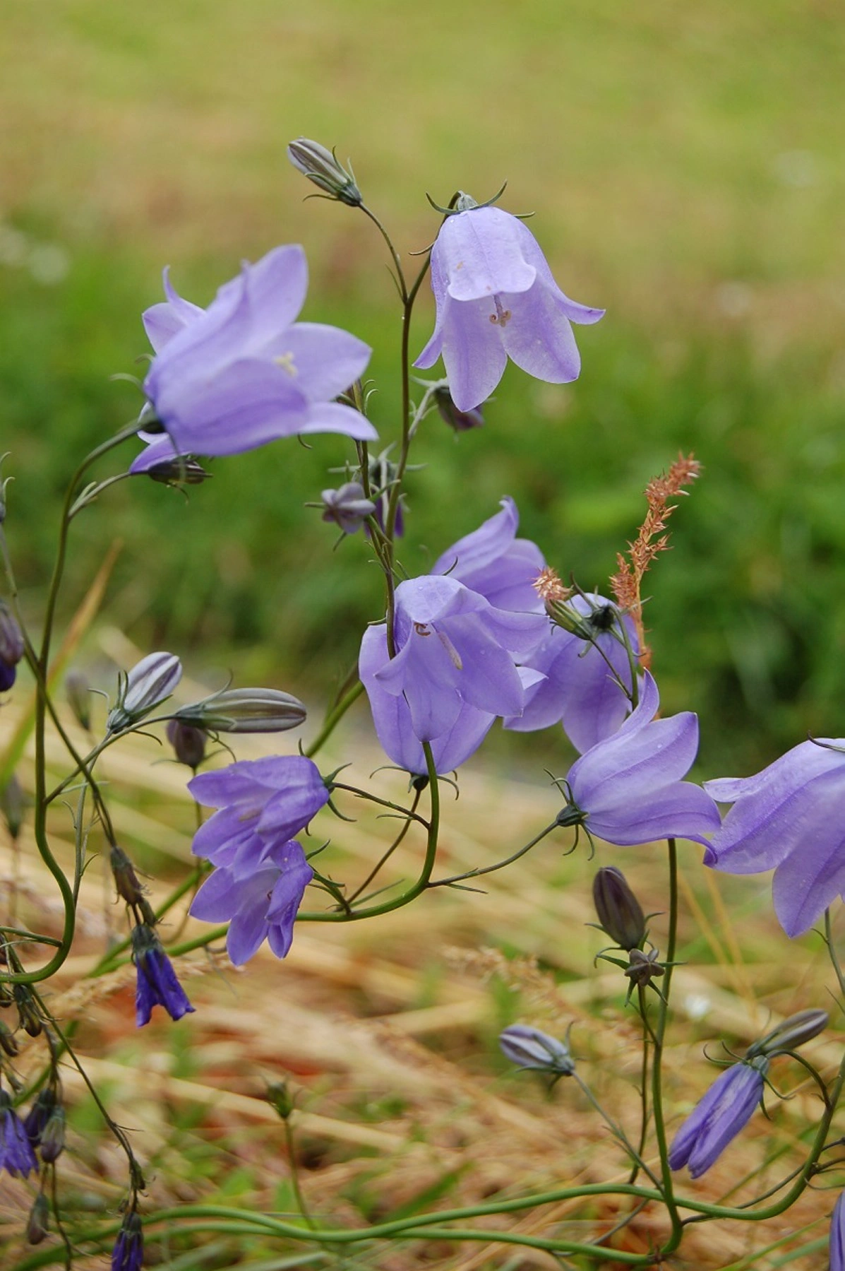 : Campanula rotundifolia rotundifolia.