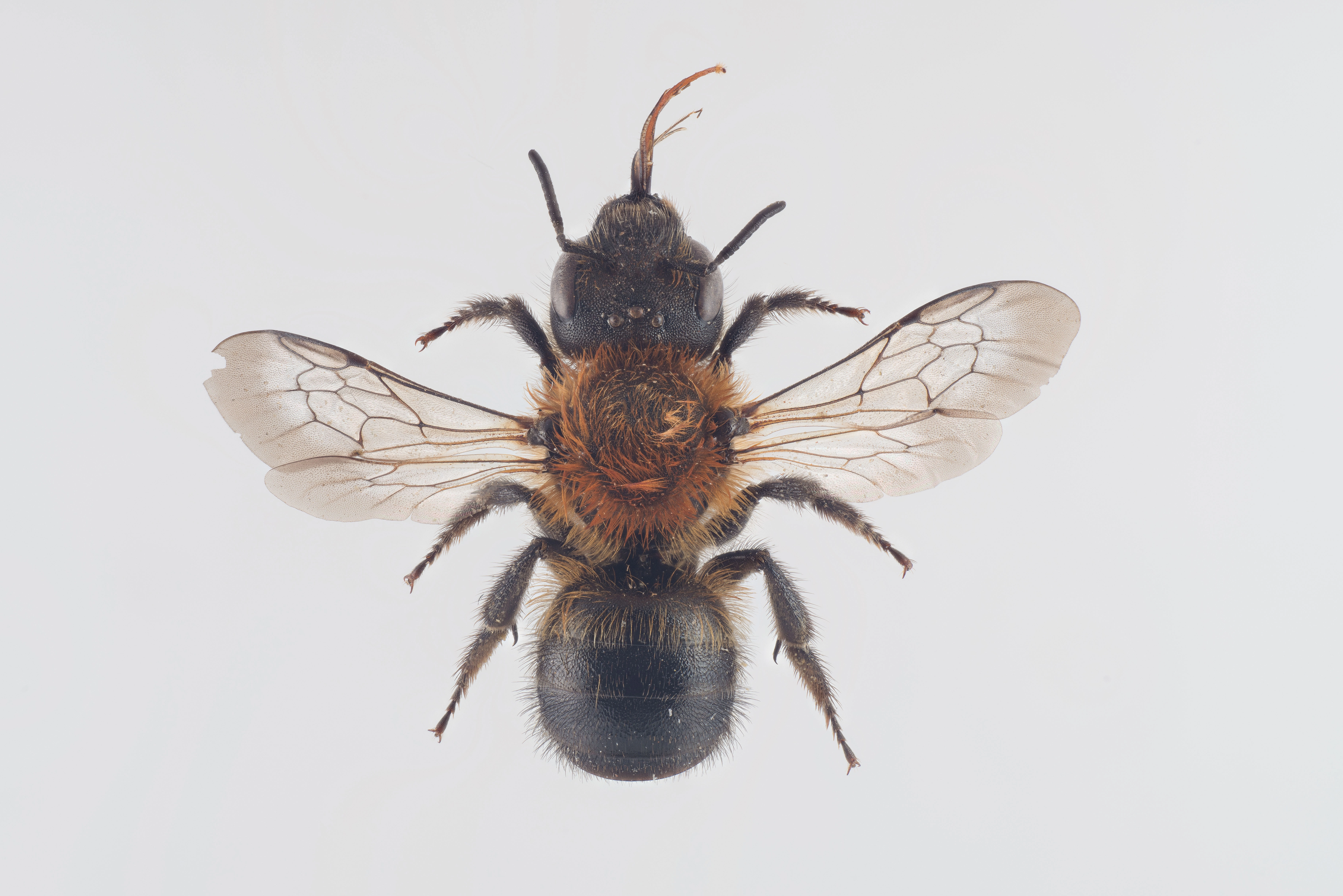 : Osmia uncinata.