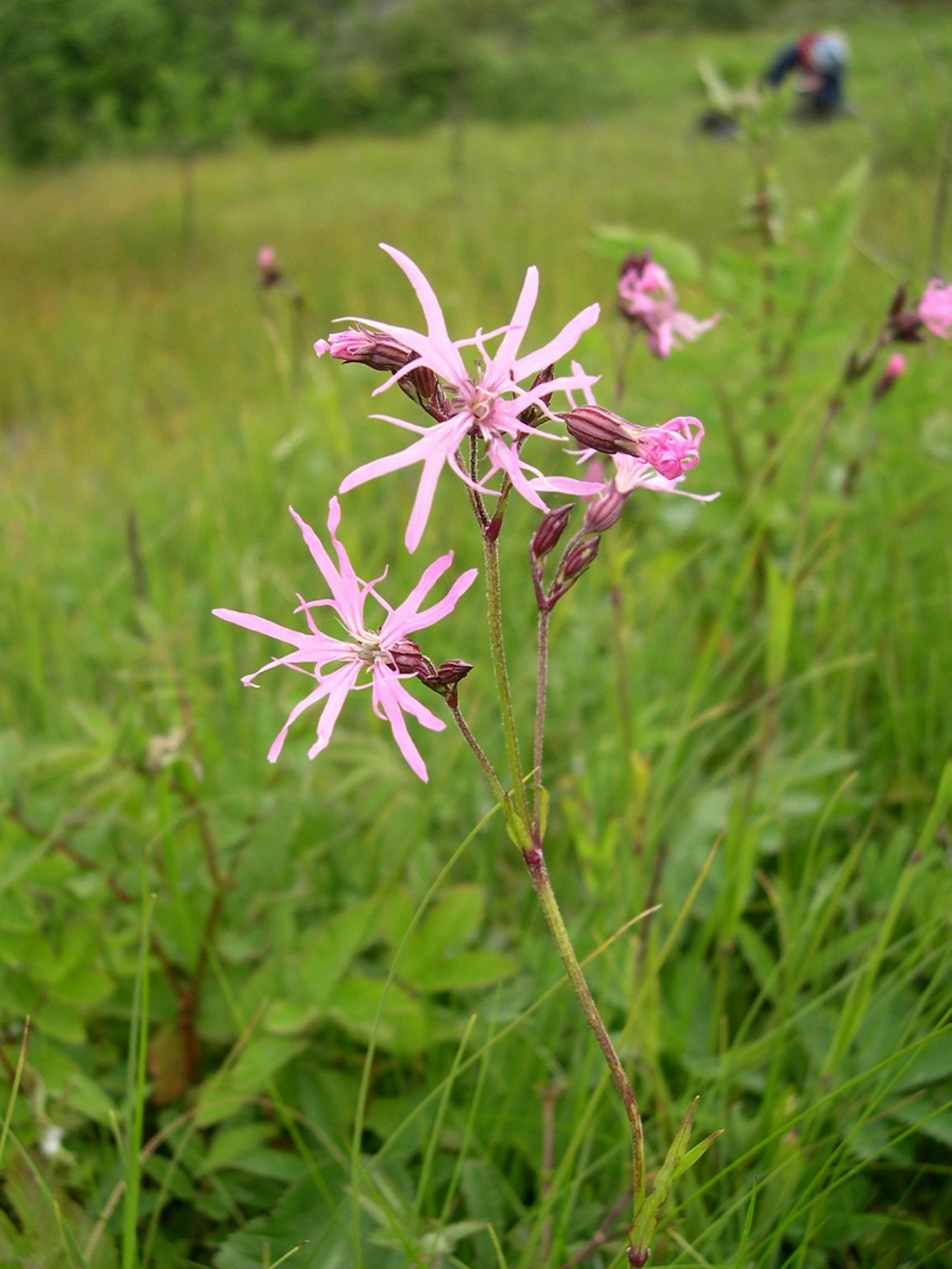 : Lychnis flos-cuculi.