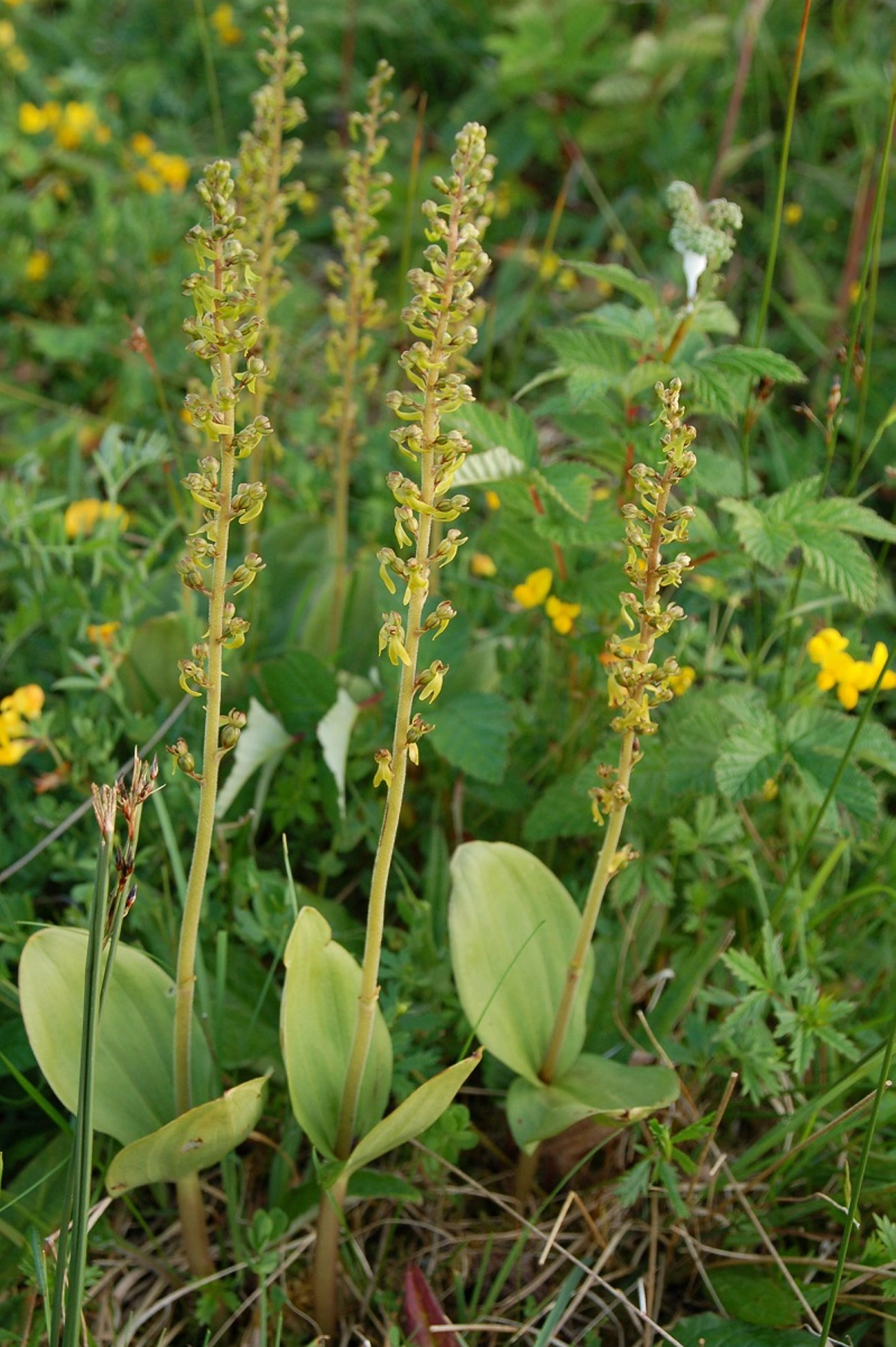 : Neottia ovata.