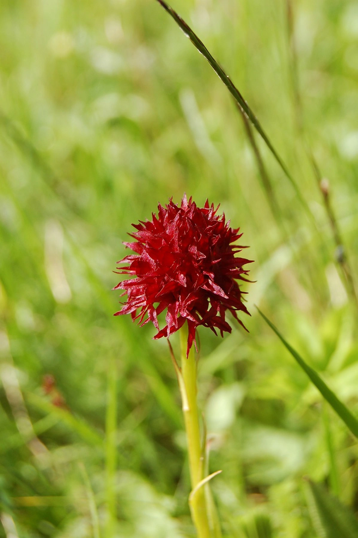 : Nigritella nigra.