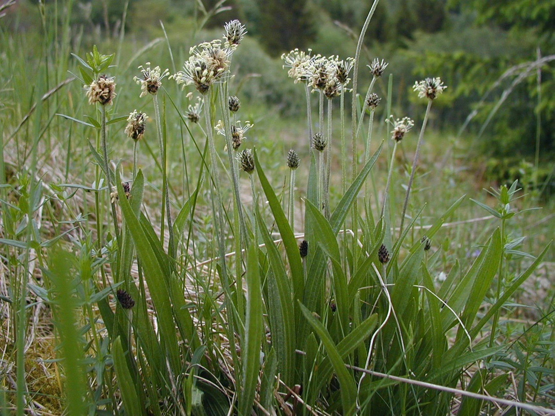 : Plantago lanceolata.