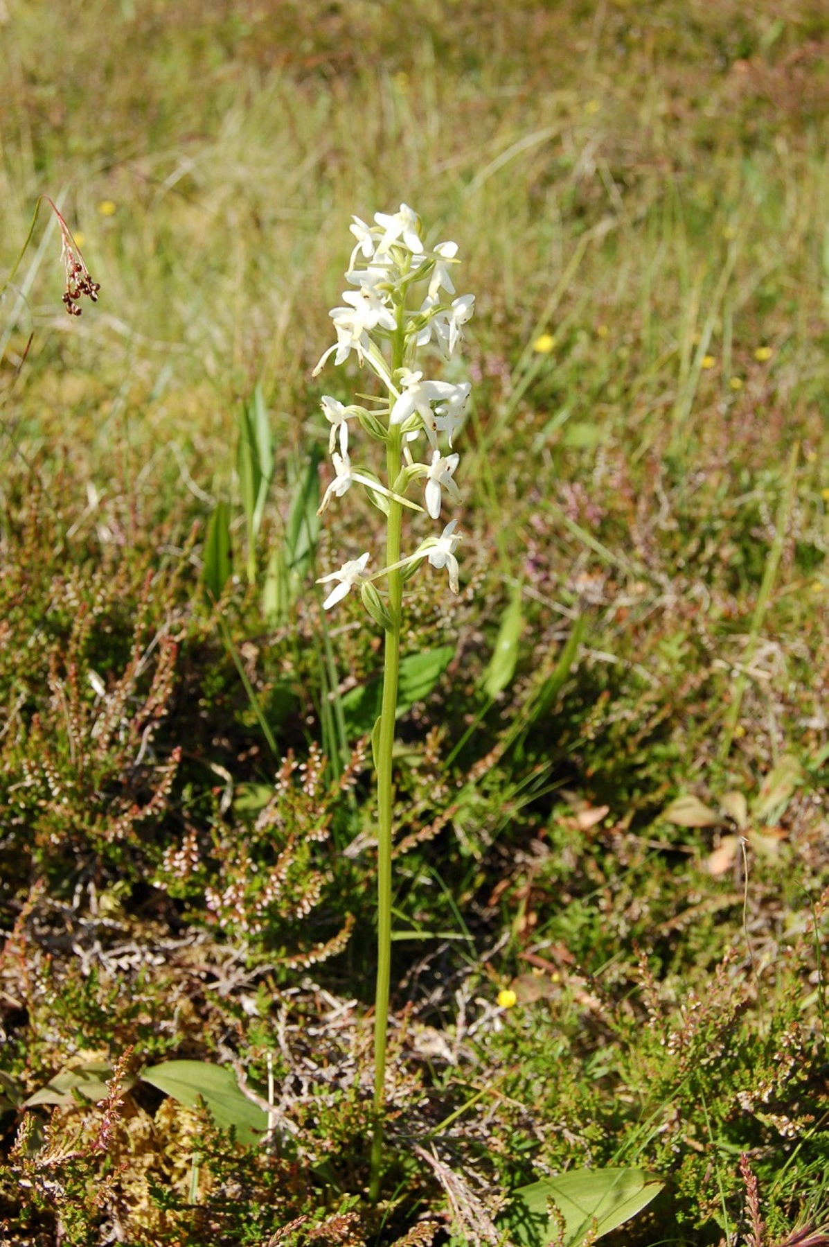 : Platanthera.