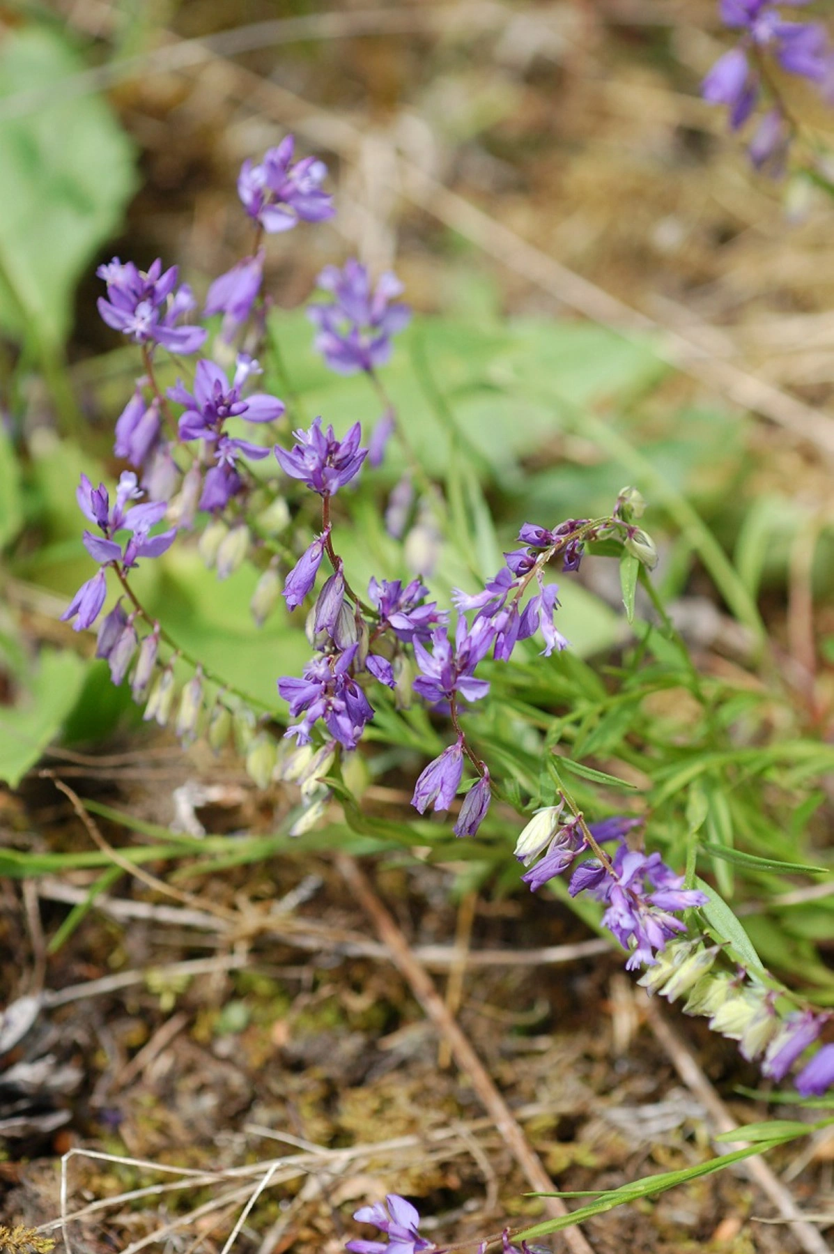 : Polygala.