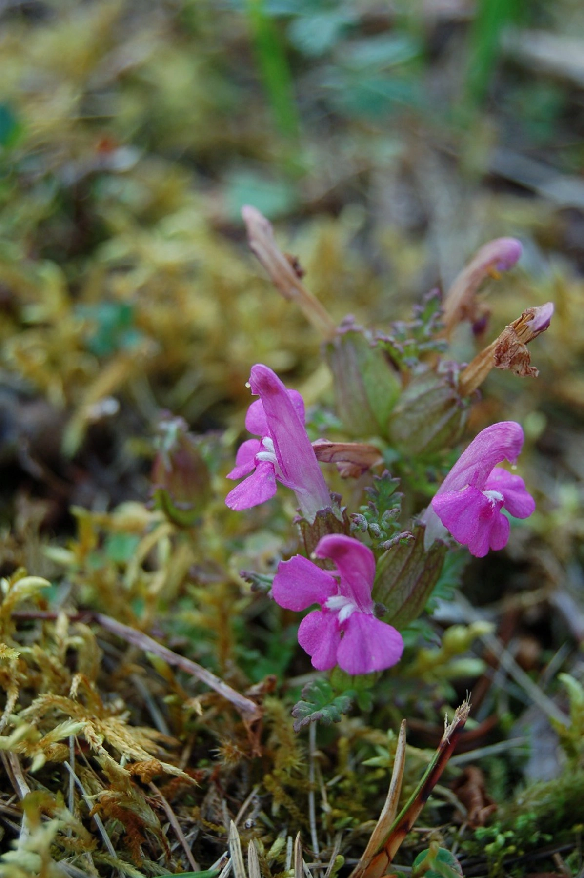 : Pedicularis sylvatica sylvatica.