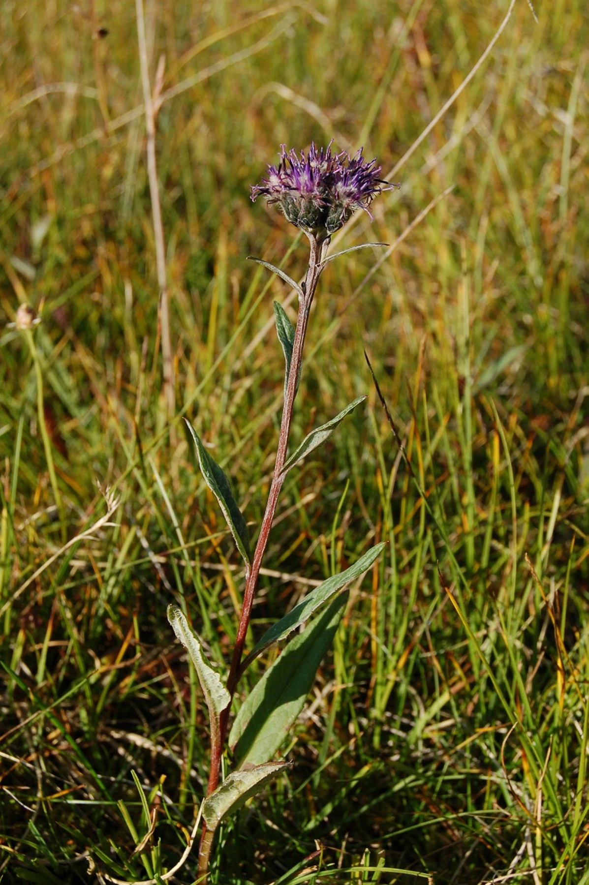 : Saussurea alpina.