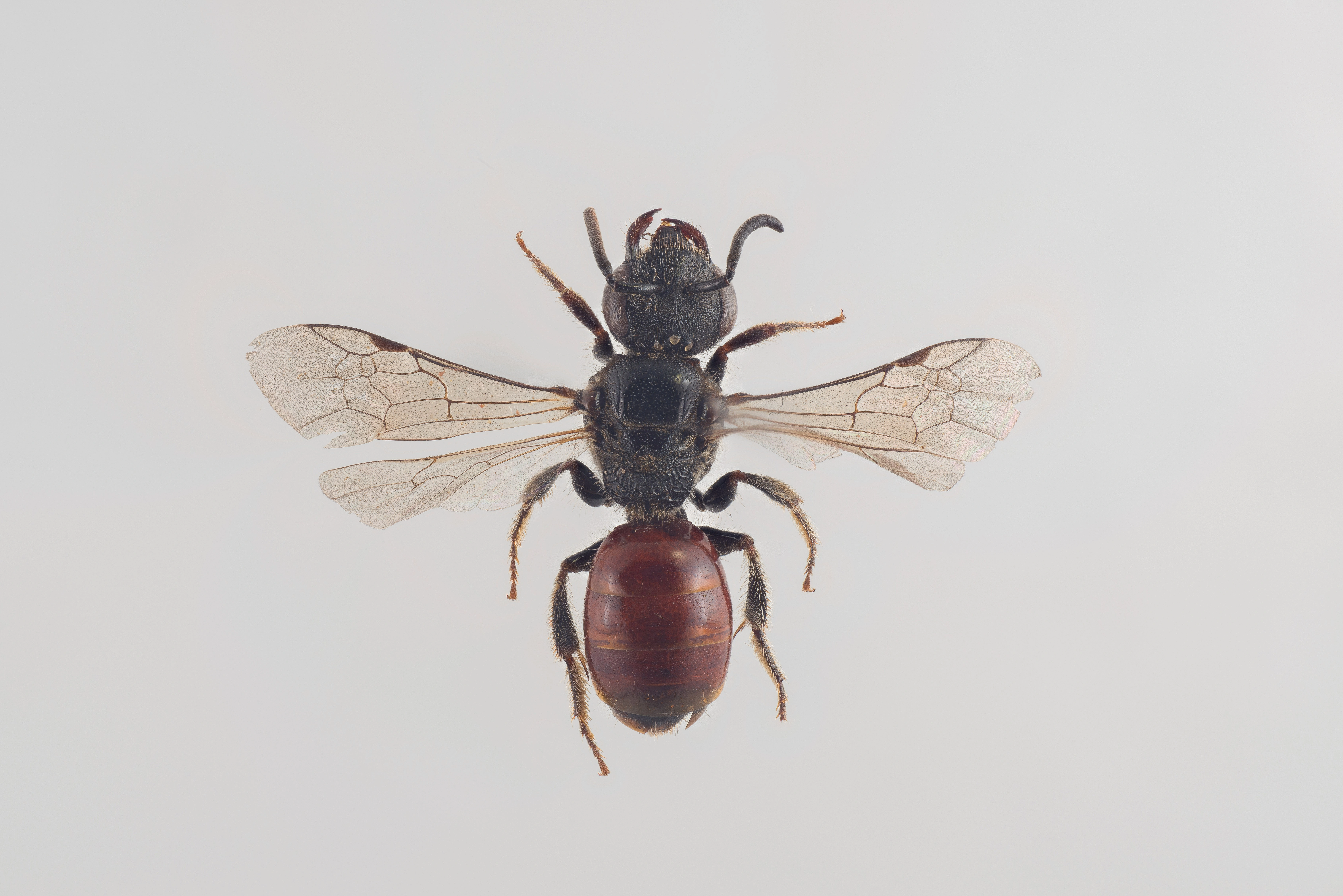 : Sphecodes crassus.