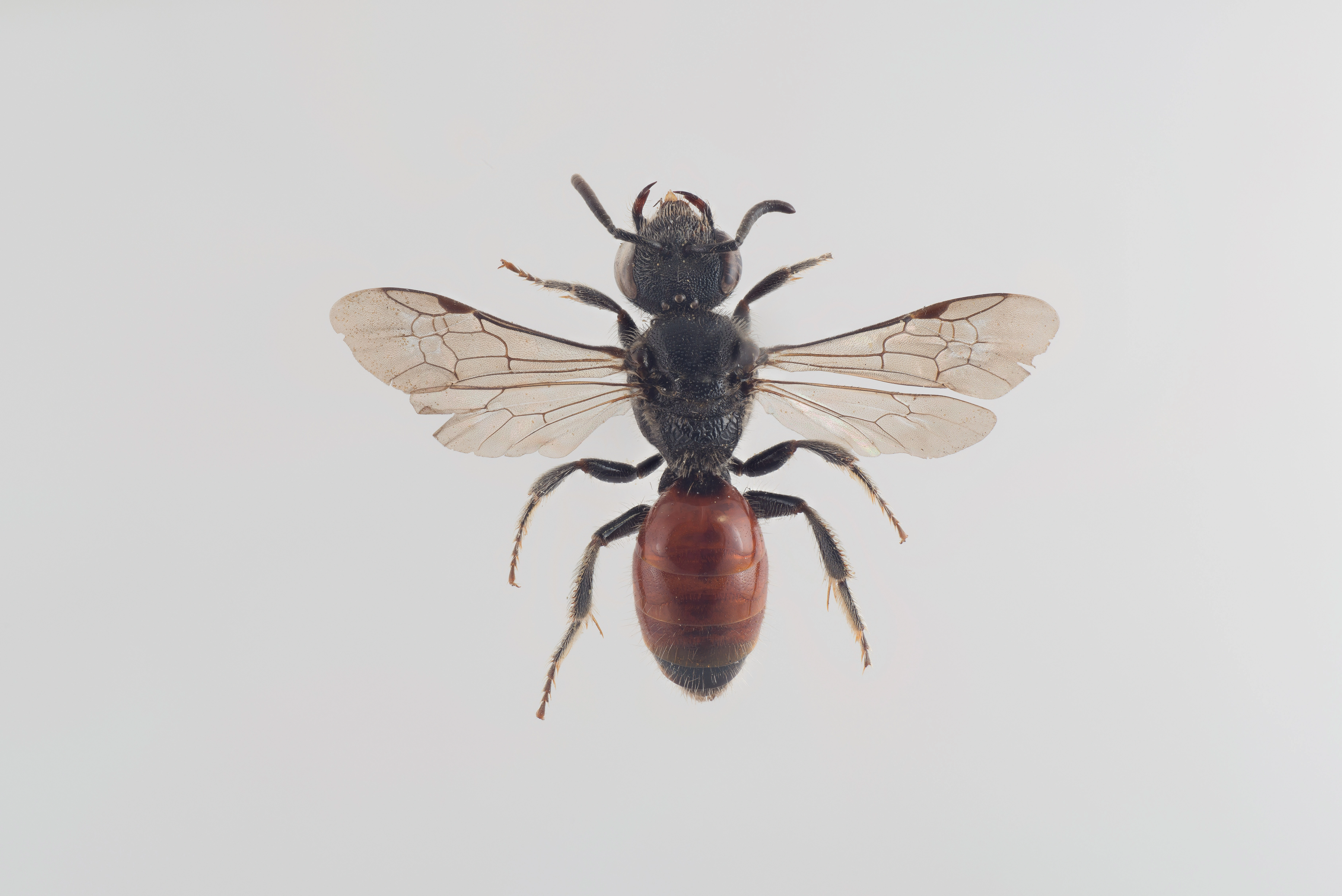 : Sphecodes ephippius.