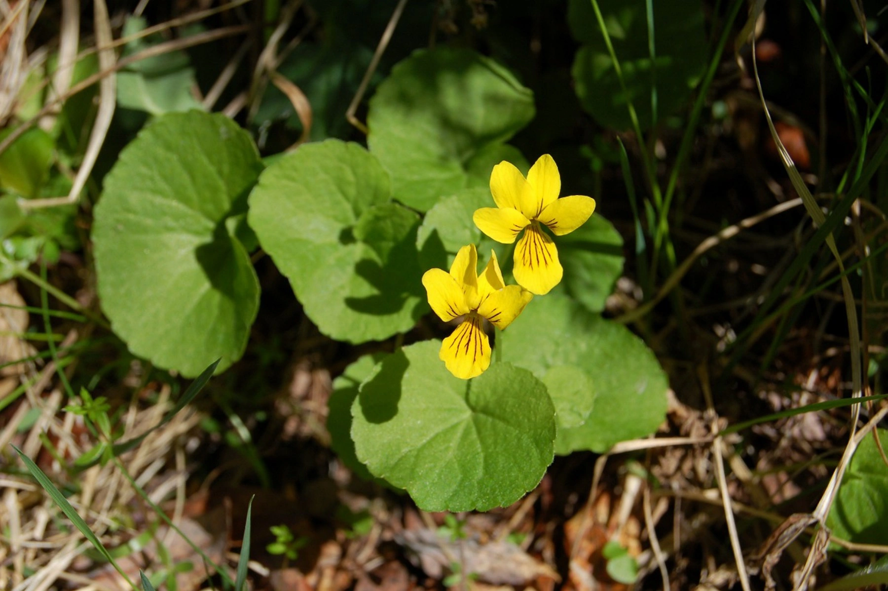 : Viola biflora.