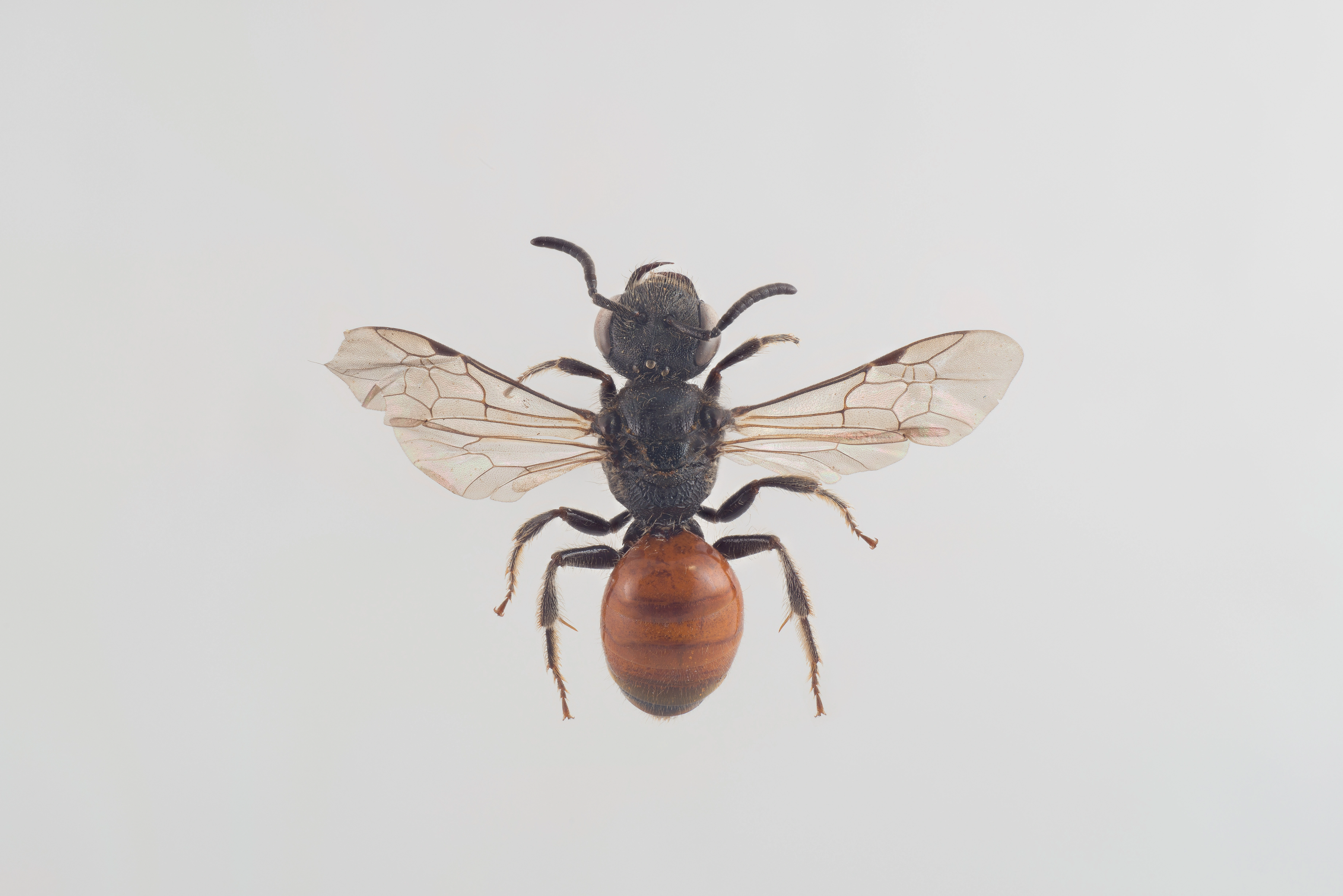 : Sphecodes ferruginatus.