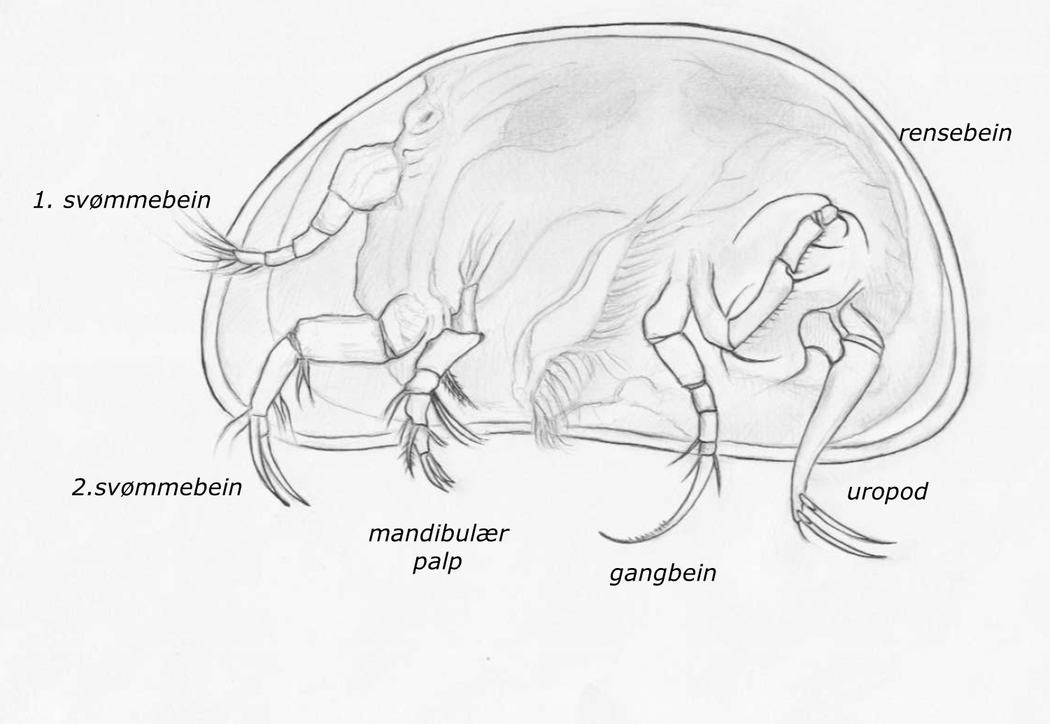 : Ostracoda.